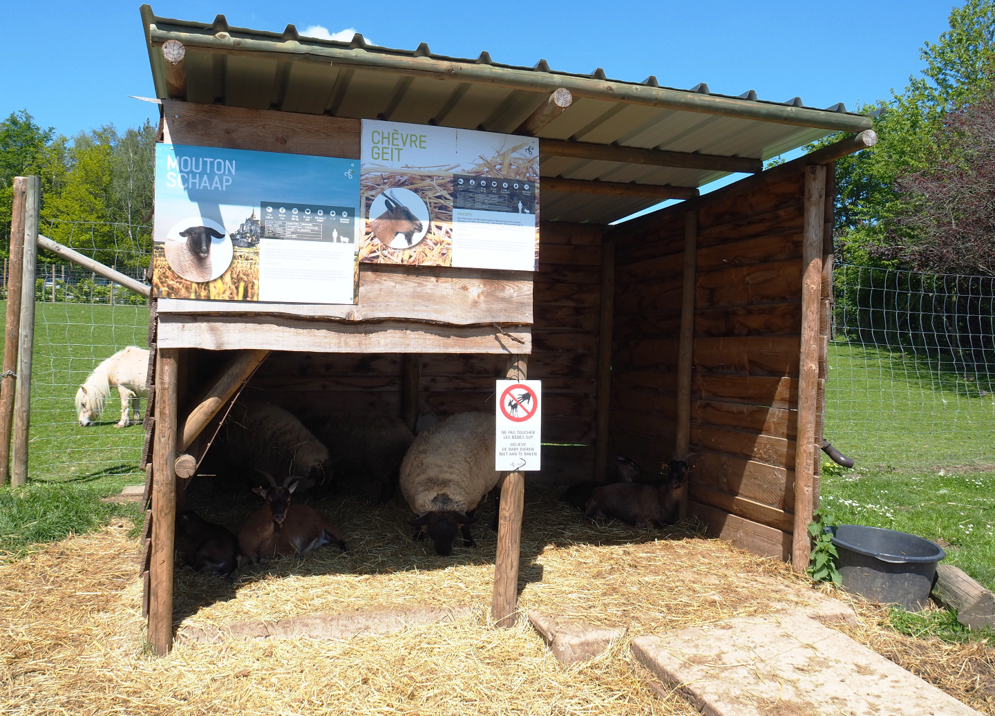 Domestic goat and Domestic sheep shed, 2021-05-29