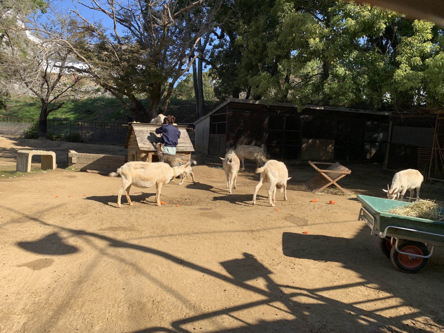Domestic Goat and Sheep Pen (Himeji City Zoo)