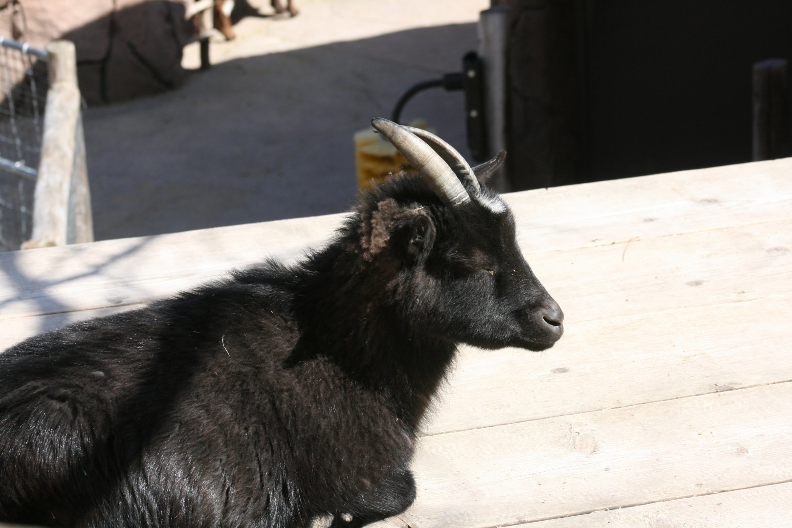 Domestic Goat "Bianca"