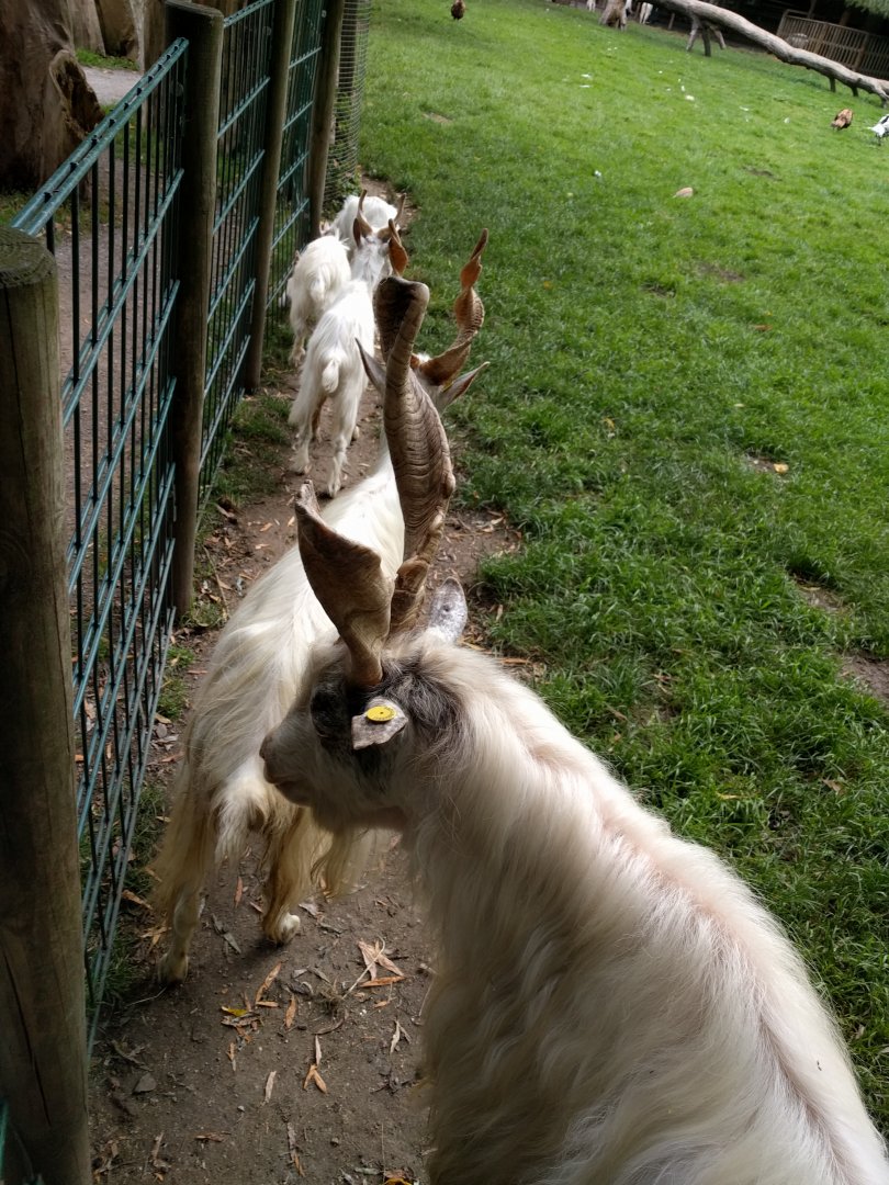 Domestic Goat breed ID