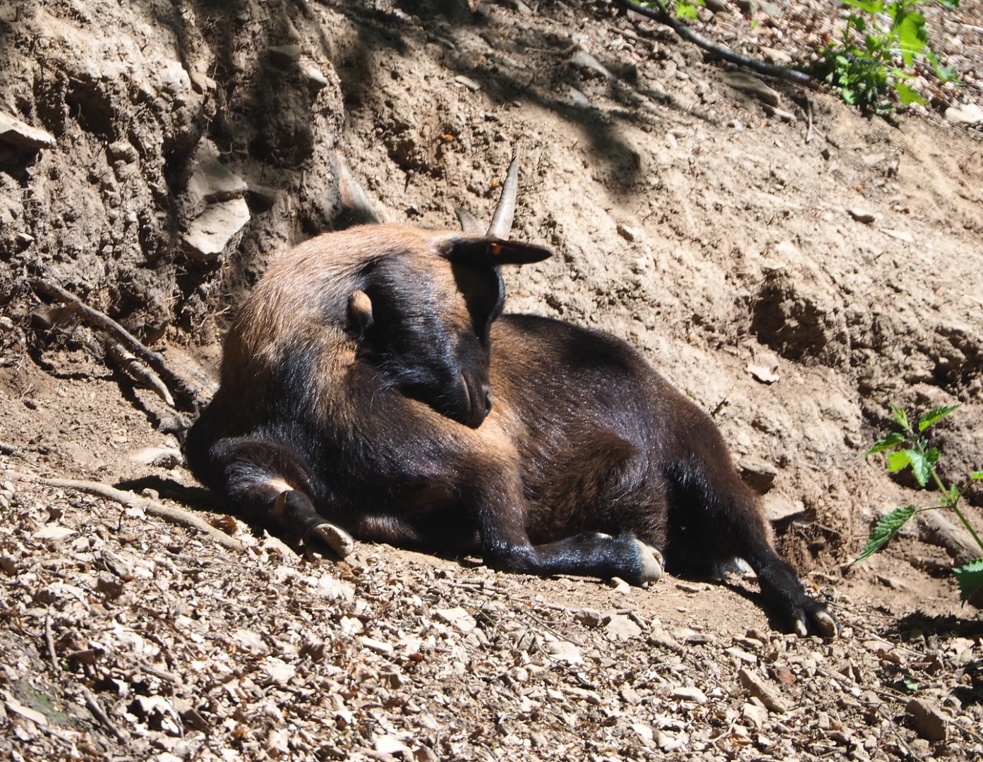 Domestic goat (Capra aegagrus hircus), 2021-05-29