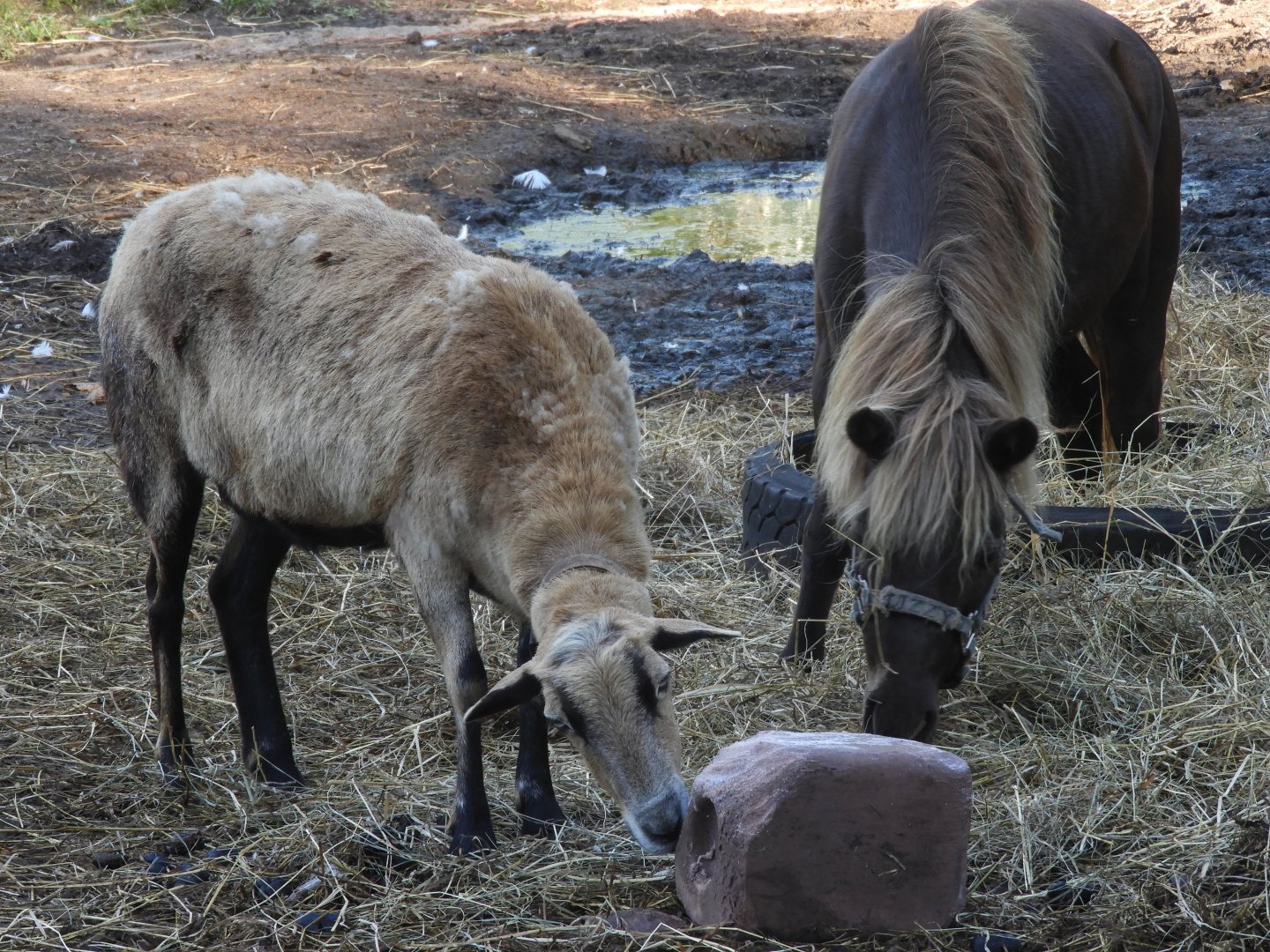 Domestic Goat (Capra aegagrus hircus) and Domestic Horse (Equus ferus caballus)