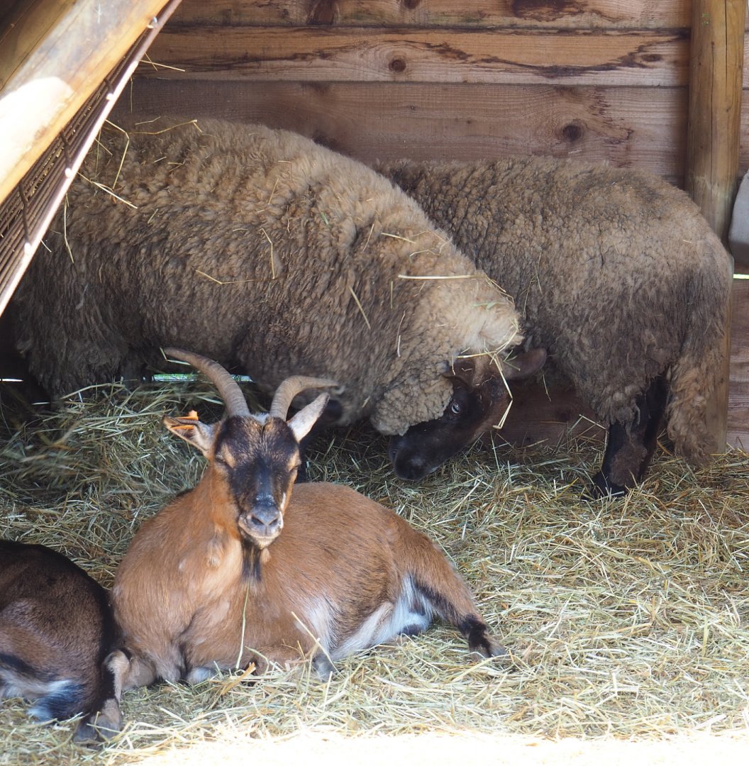 Domestic goat (Capra aegagrus hircus) and Domestic sheep (Ovis aries), 2021-05-29