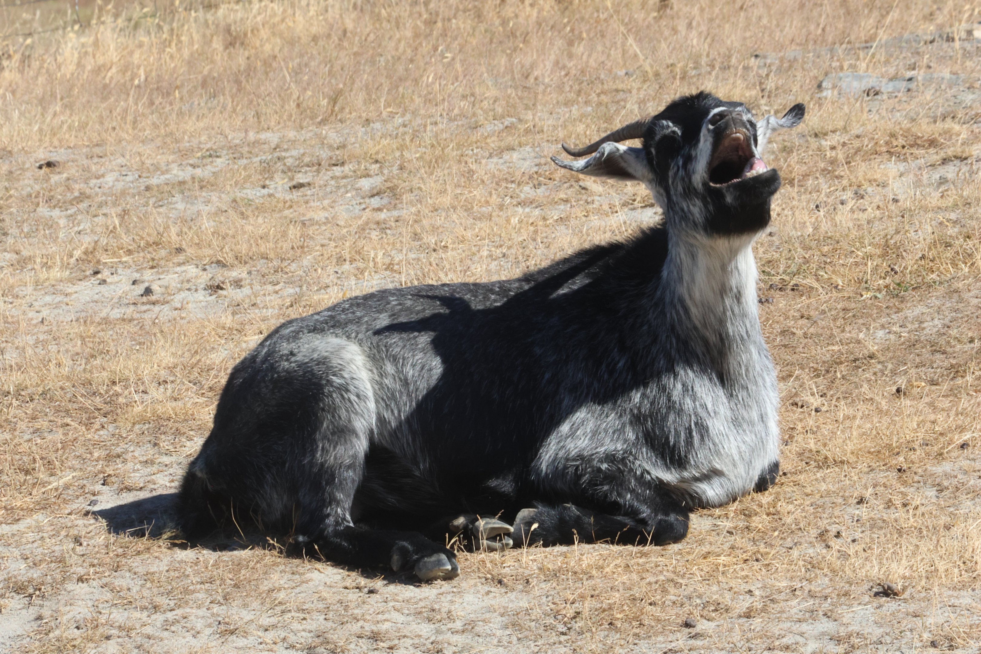 Domestic Goat (Capra aegagrus hircus), Deer Park Heights (Queenstown)