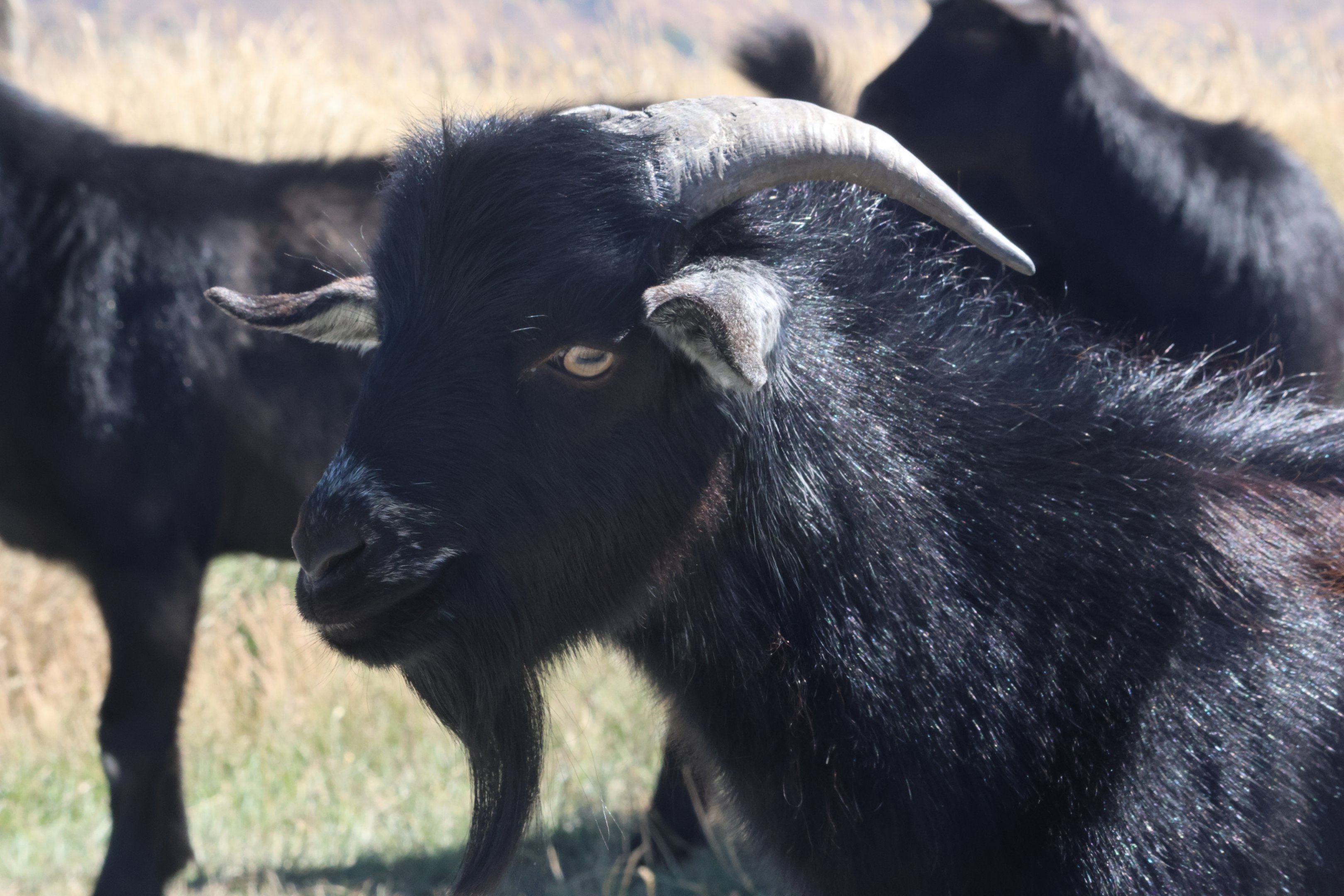 Domestic Goat (Capra aegagrus hircus), Deer Park Heights (Queenstown)