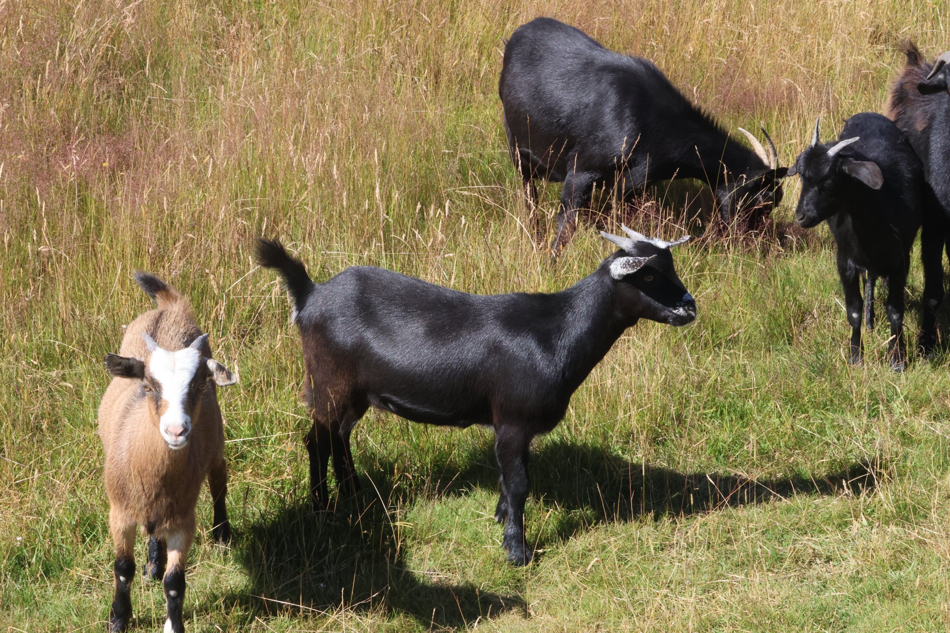 Domestic Goat (Capra aegagrus hircus) flock, Deer Park Heights (Queenstown)
