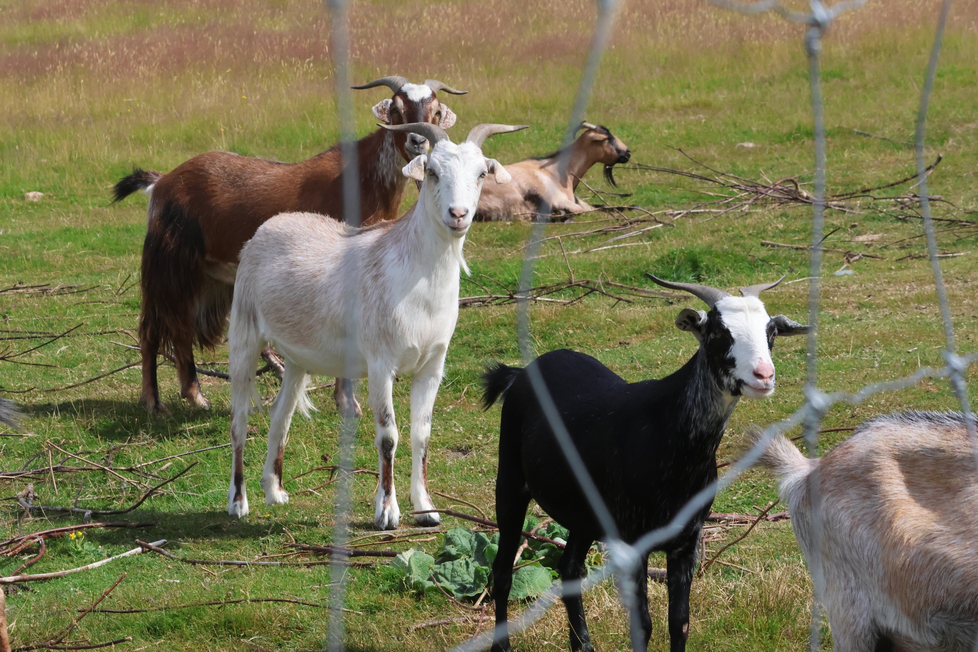 Domestic Goat (Capra aegagrus hircus) flock, petting zoo at Remarkable Vets Arrowtown