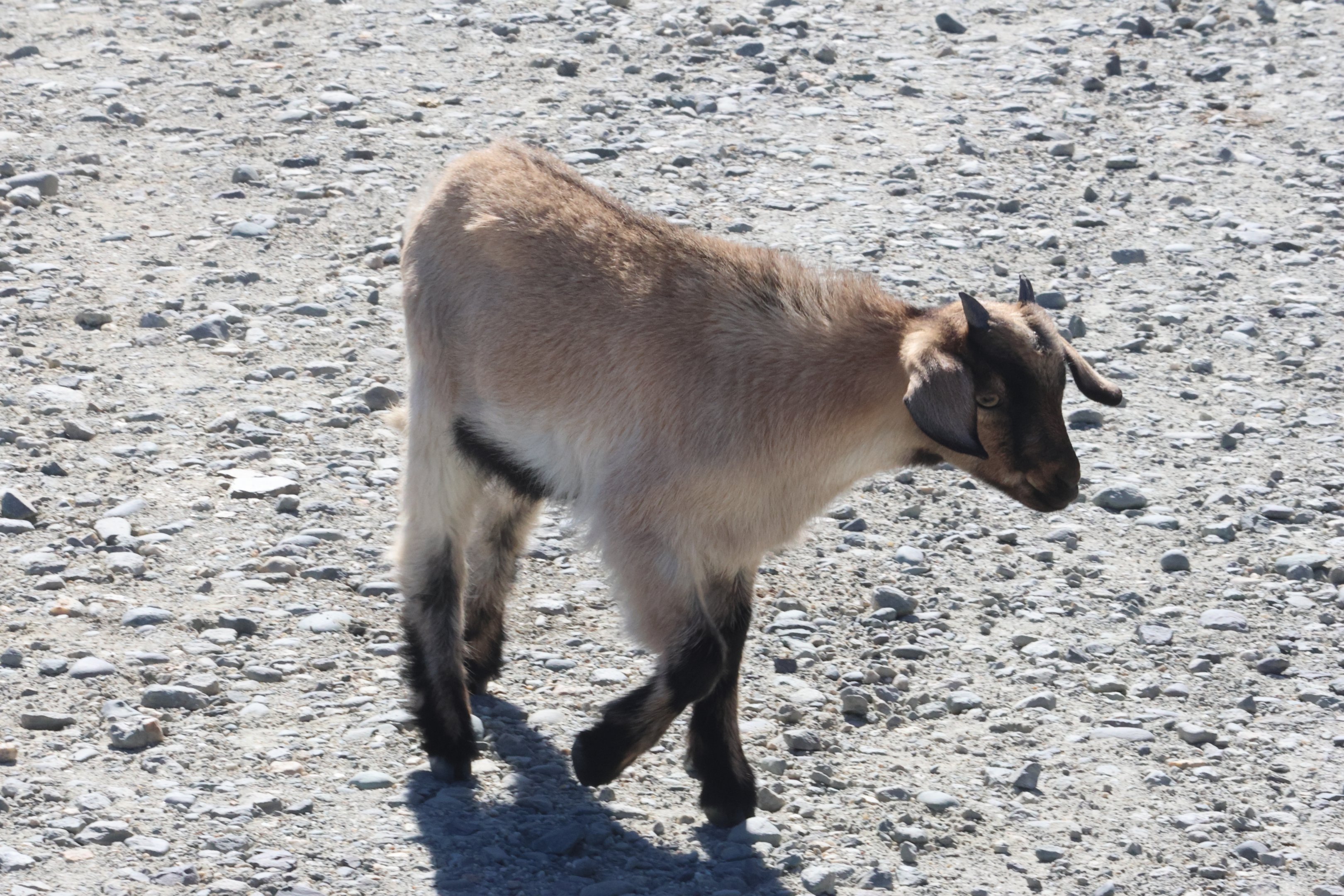 Domestic Goat (Capra aegagrus hircus) kid, Deer Park Heights (Queenstown)