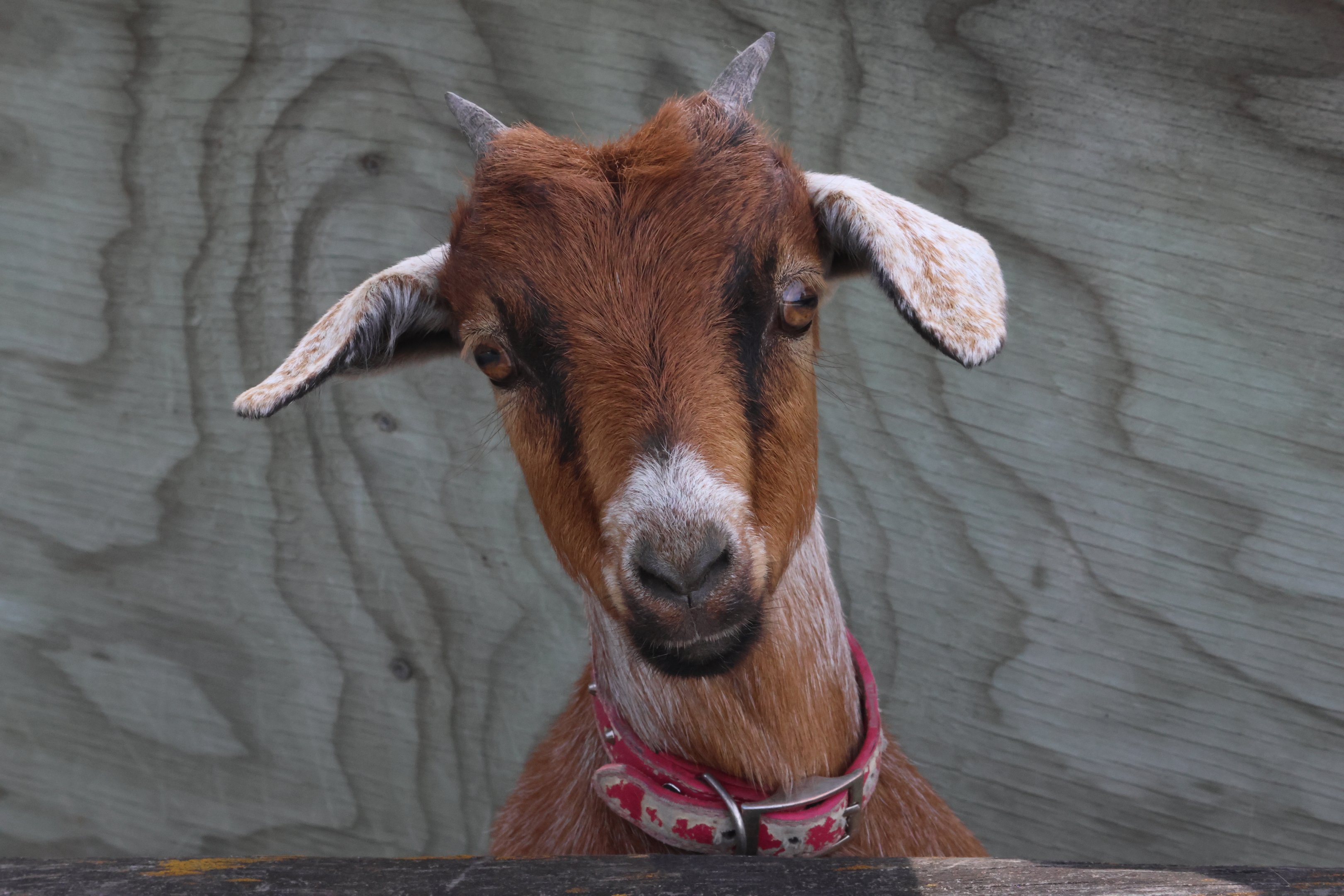 Domestic Goat (Capra aegagrus hircus) kid, petting zoo at Remarkable Vets Arrowtown