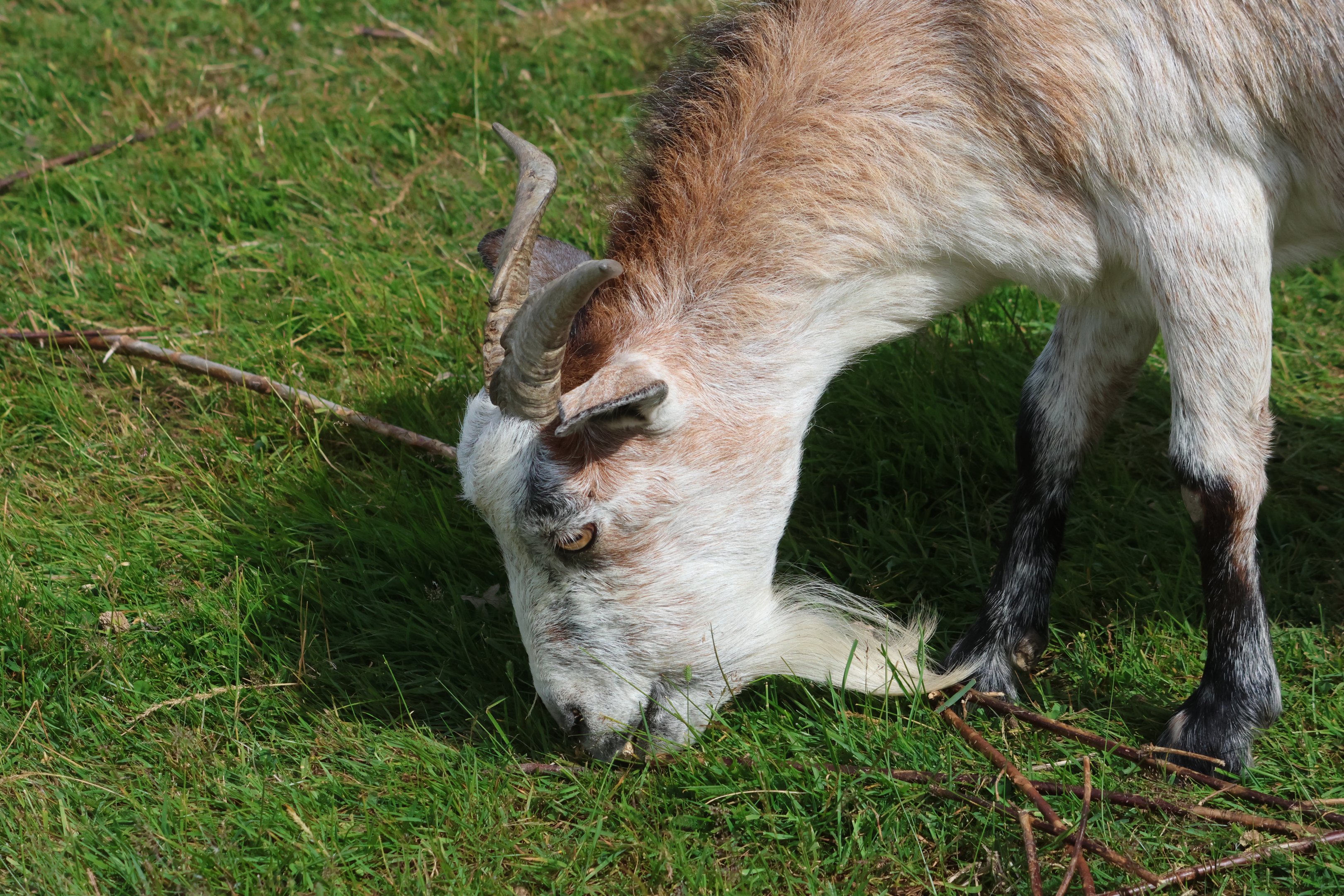 Domestic Goat (Capra aegagrus hircus), petting zoo at Remarkable Vets Arrowtown