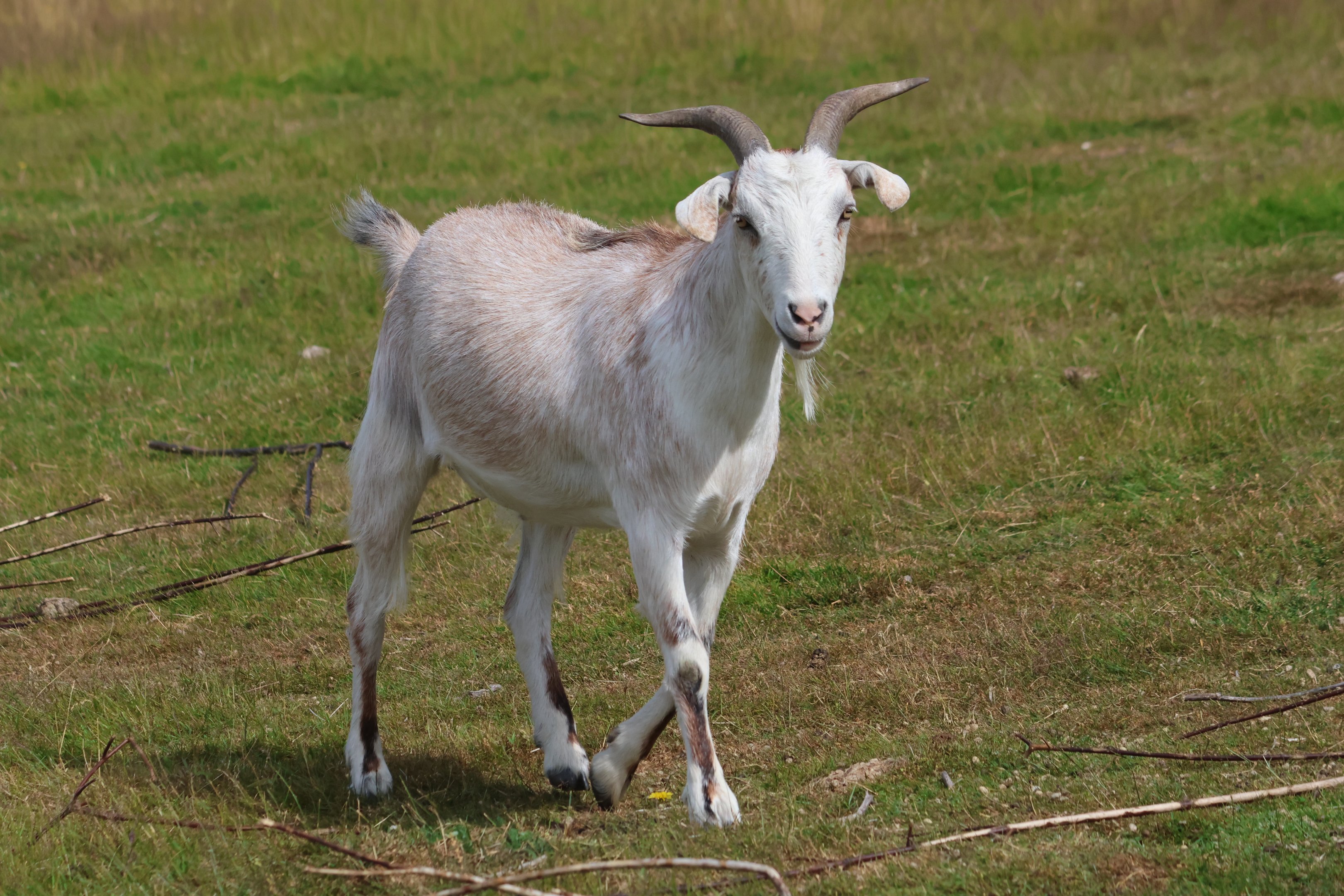 Domestic Goat (Capra aegagrus hircus), petting zoo at Remarkable Vets Arrowtown