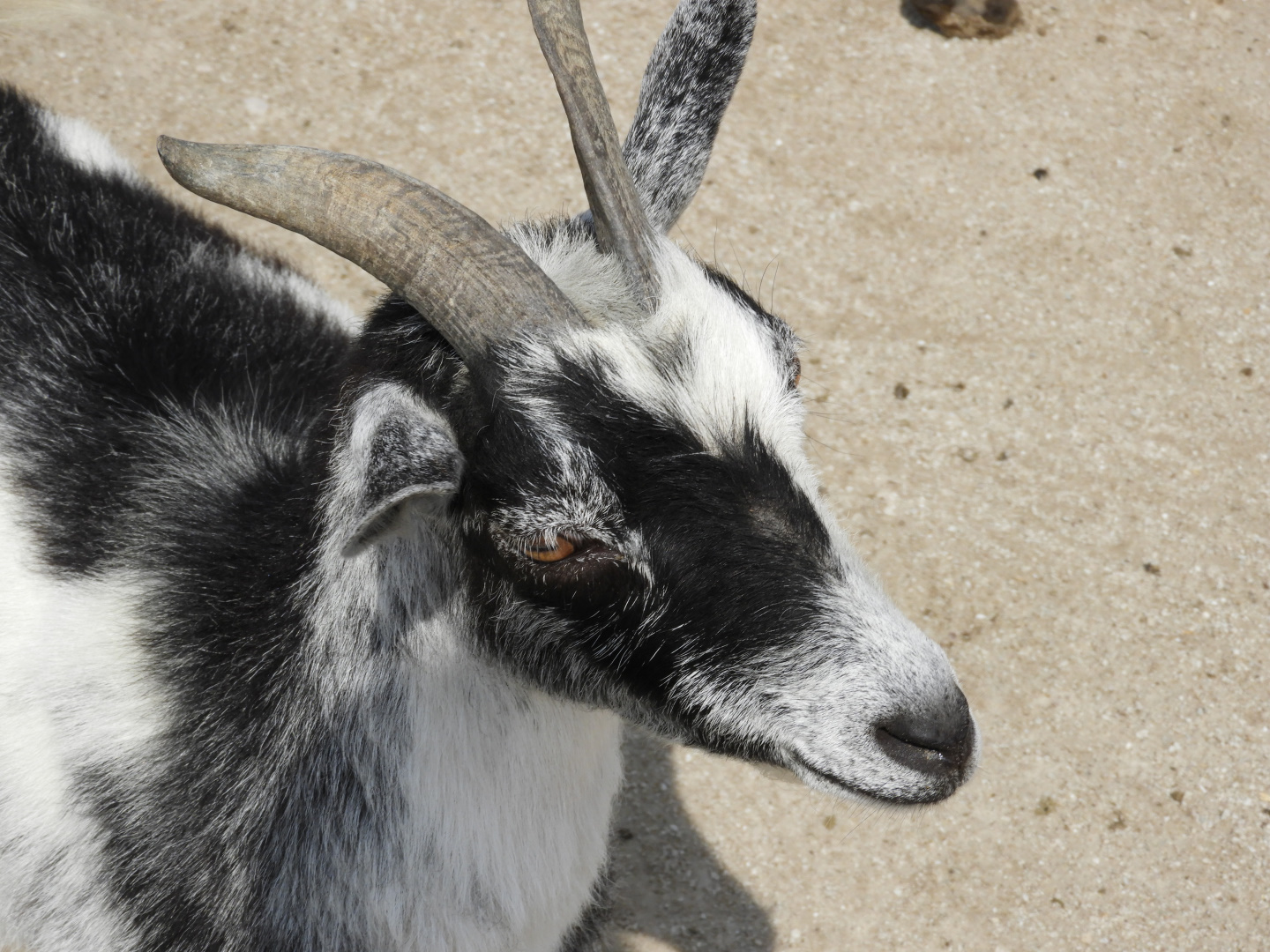 Domestic Goat (Capra aegagrus hircus)