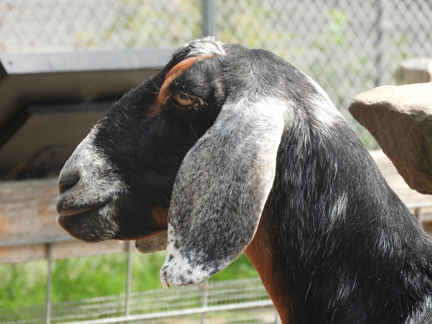 Domestic Goat (Capra aegagrus hircus)