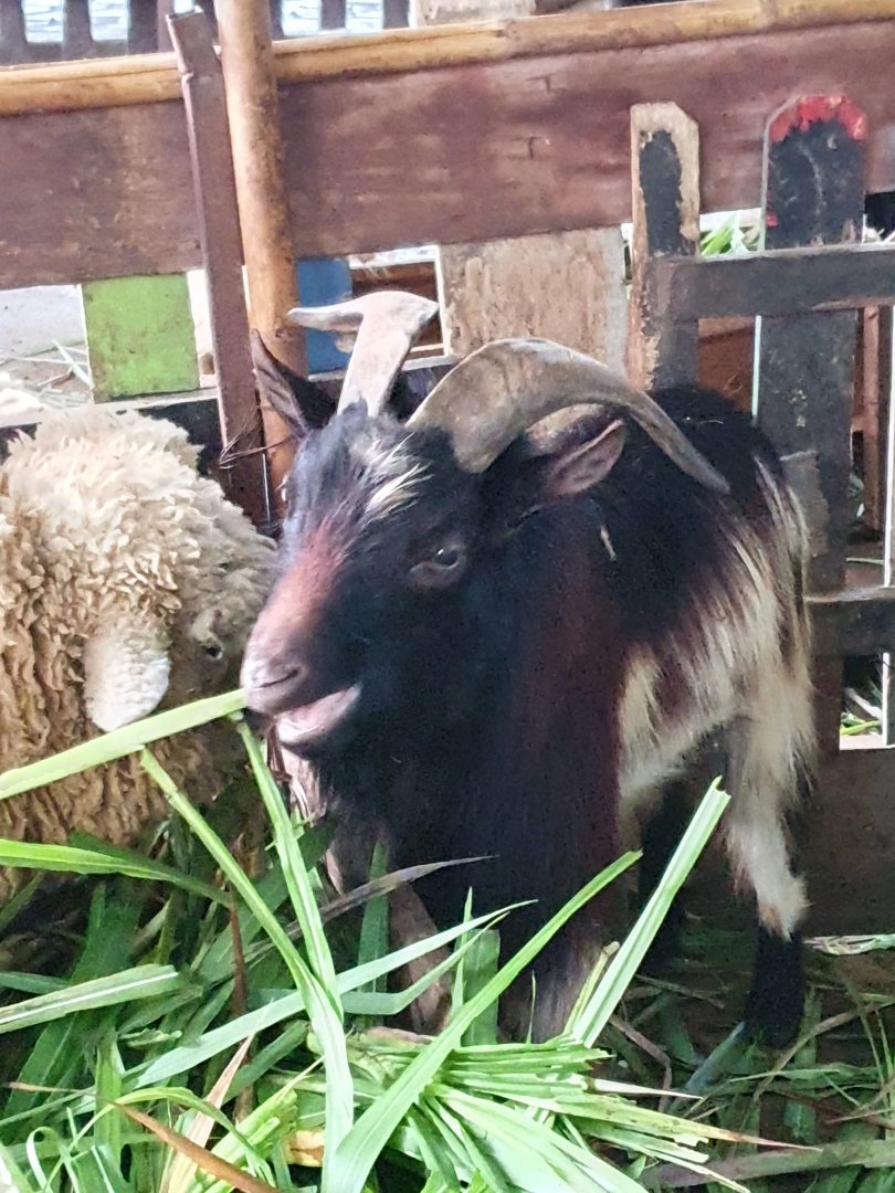 Domestic Goat (Capra aegagrus) - Taru Jurug Zoo