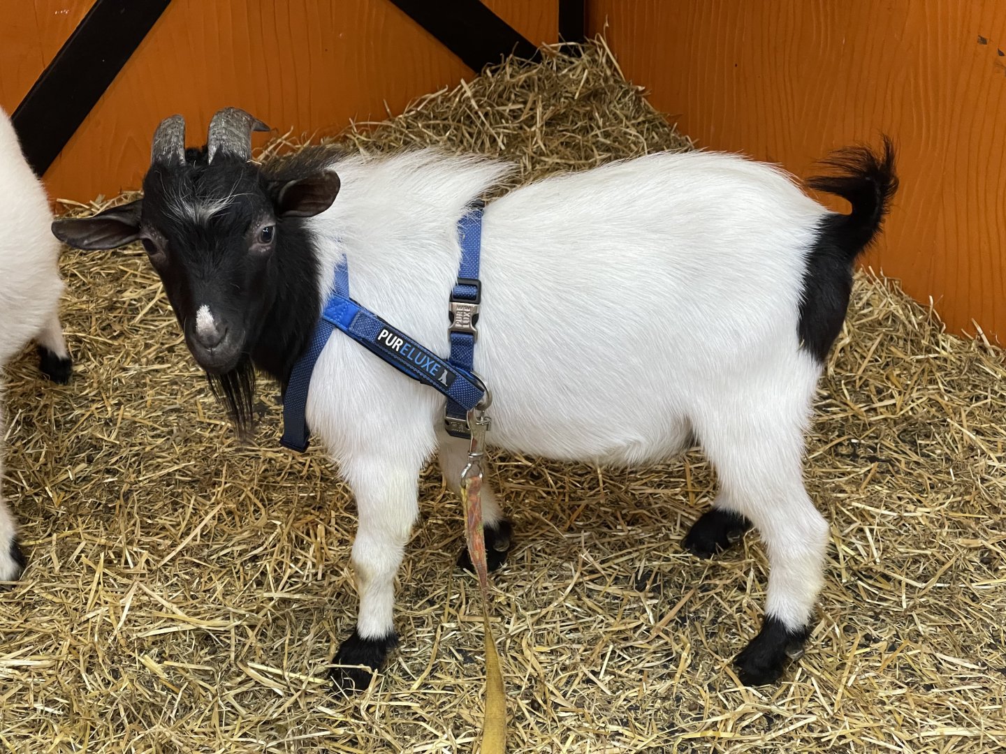domestic goat (capra hircus) (1)