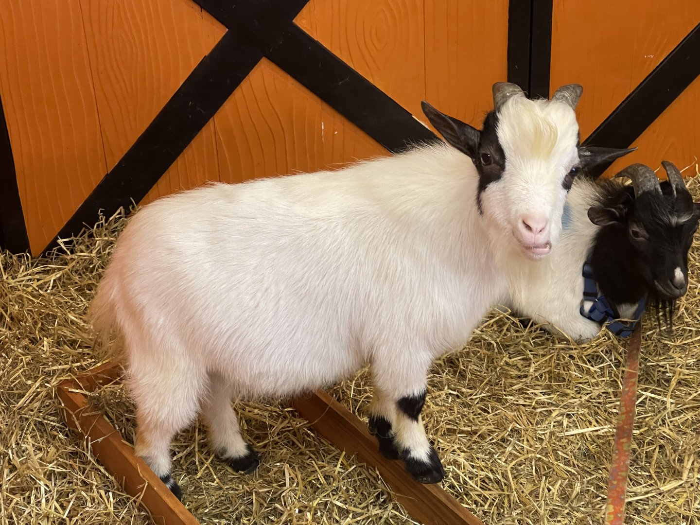 domestic goat (capra hircus) (2)