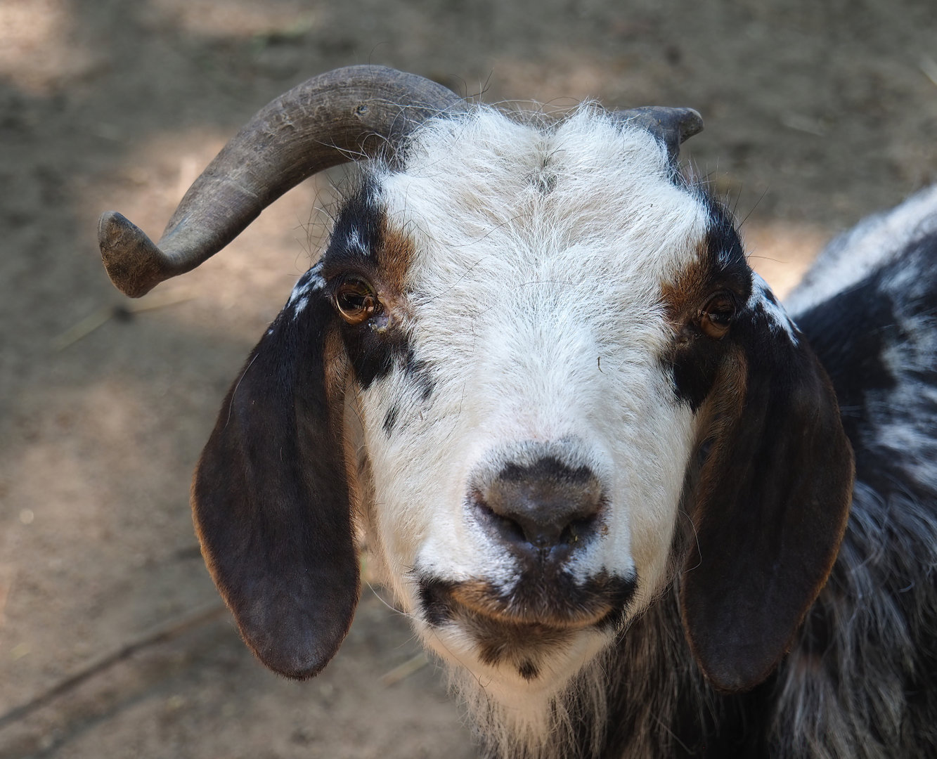 Domestic goat (Capra hircus), 2022-06-15