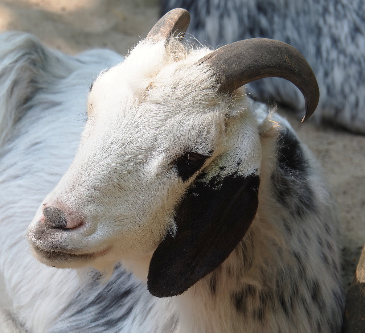 Domestic goat (Capra hircus), 2022-06-15
