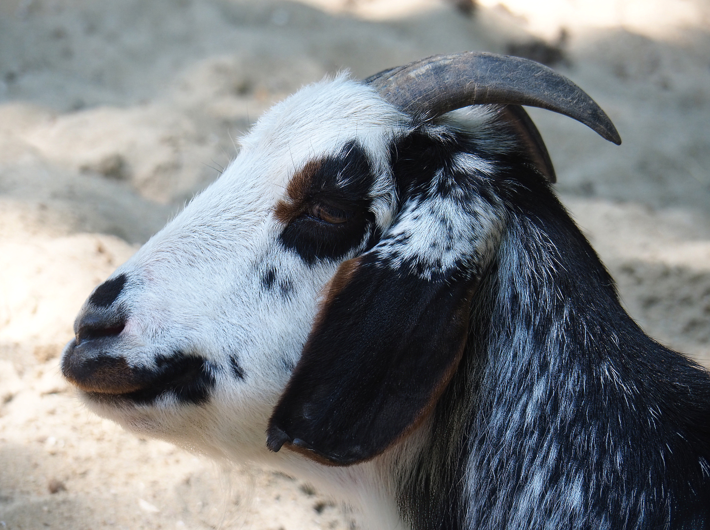 Domestic goat (Capra hircus), 2022-06-15