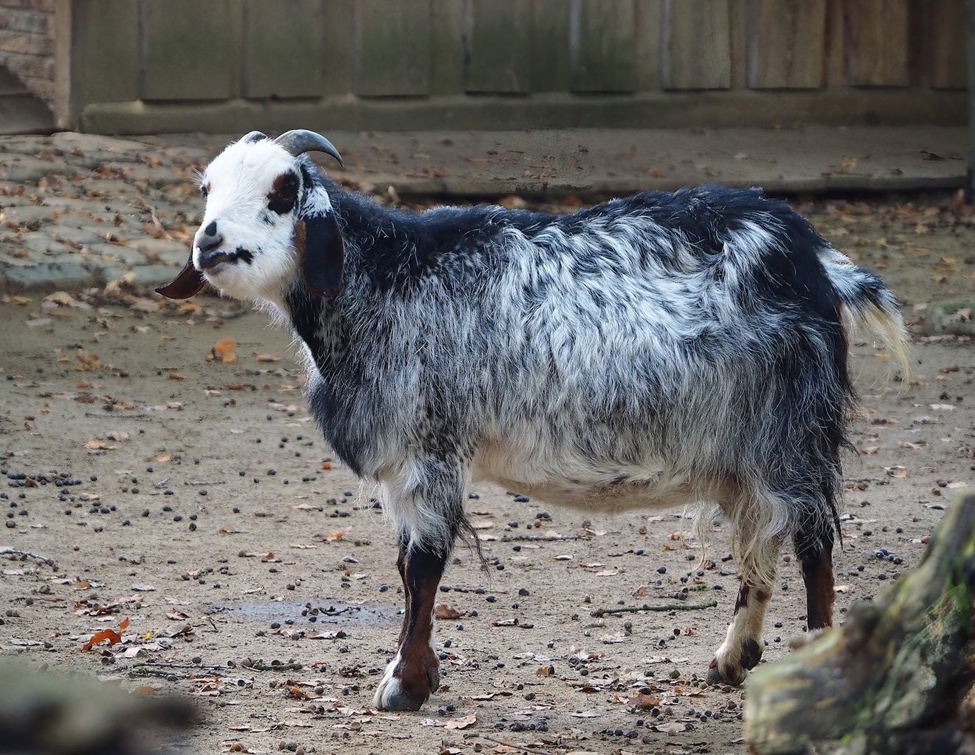 Domestic goat (Capra hircus), 2022-10-19