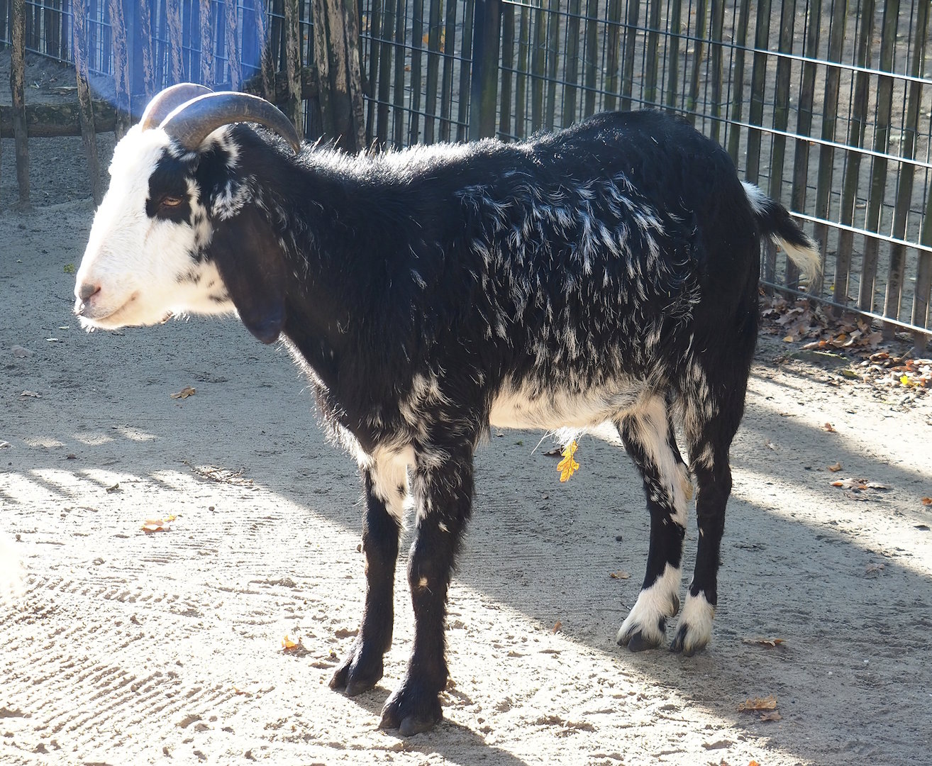 Domestic goat (Capra hircus), 2022-11-12