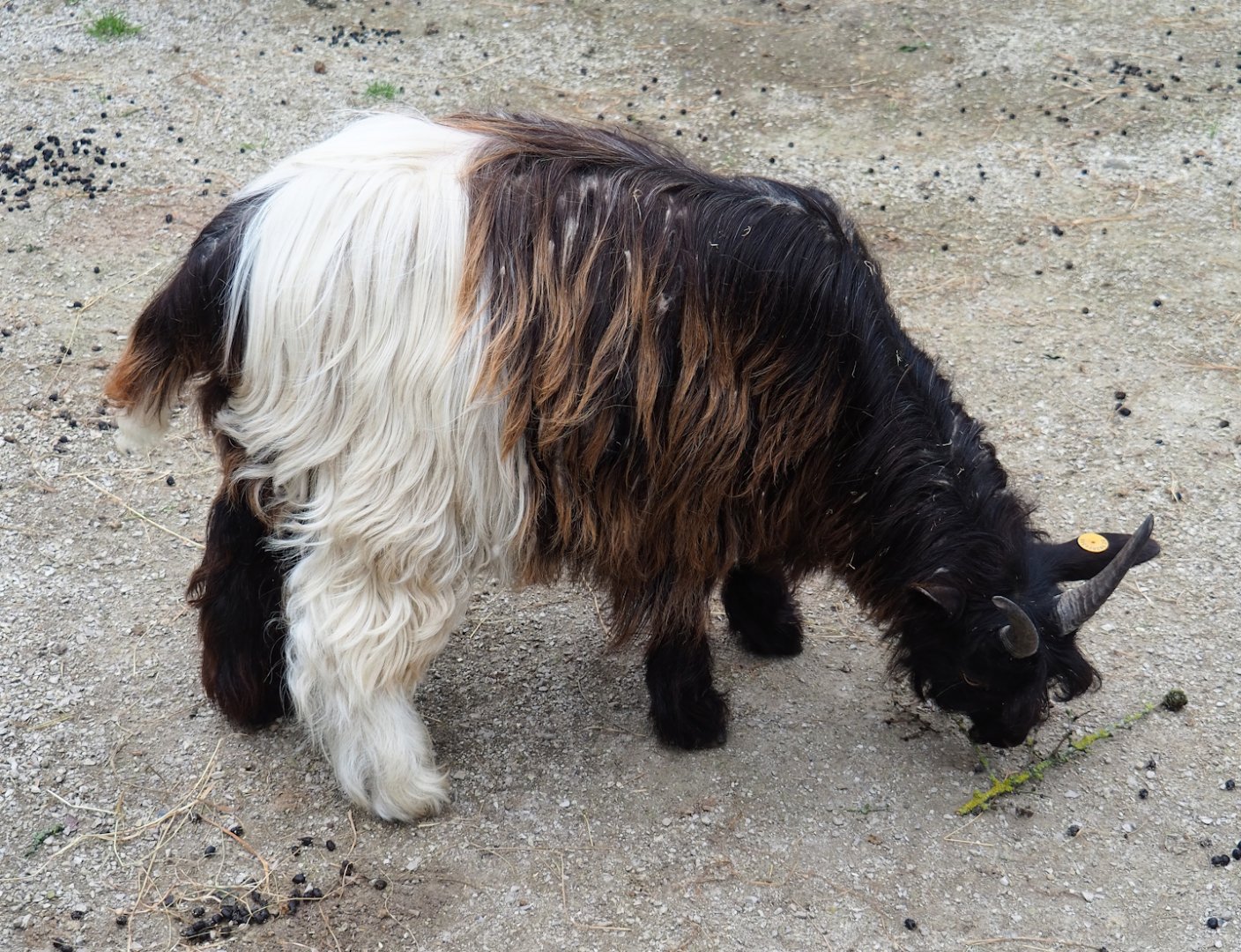 Domestic goat (Capra hircus), 2023-05-15