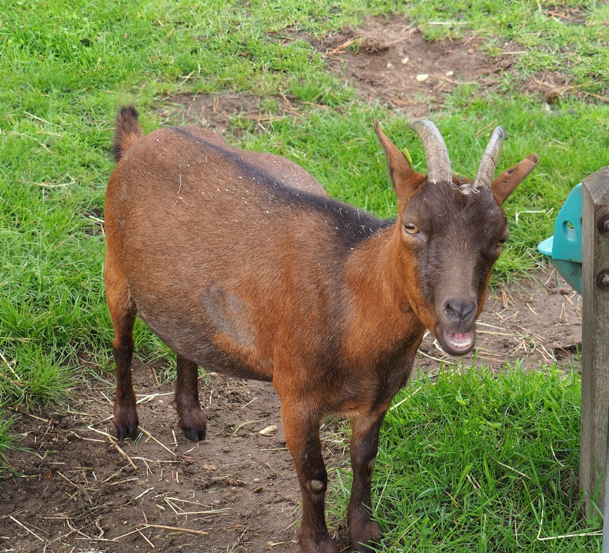 Domestic goat (Capra hircus), 2023-08-17