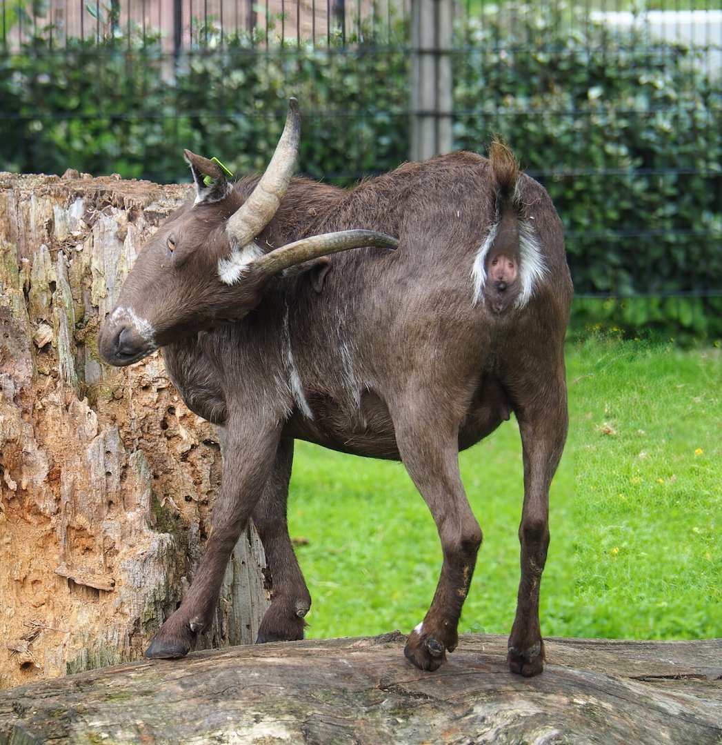 Domestic goat (Capra hircus), 2023-08-17