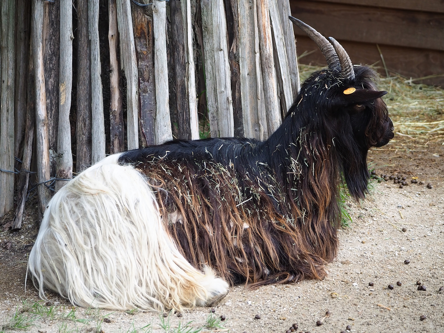 Domestic goat (Capra hircus), 2023-10-13