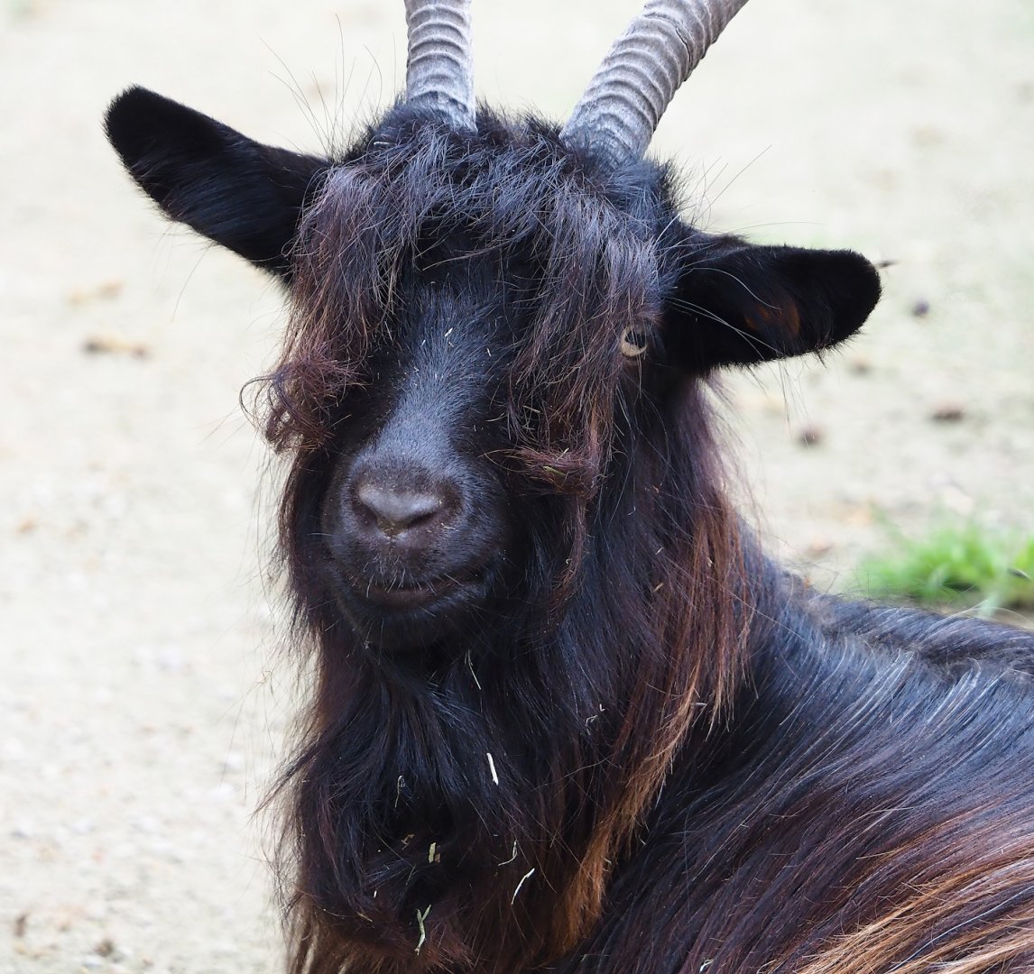 Domestic goat (Capra hircus), 2023-10-13