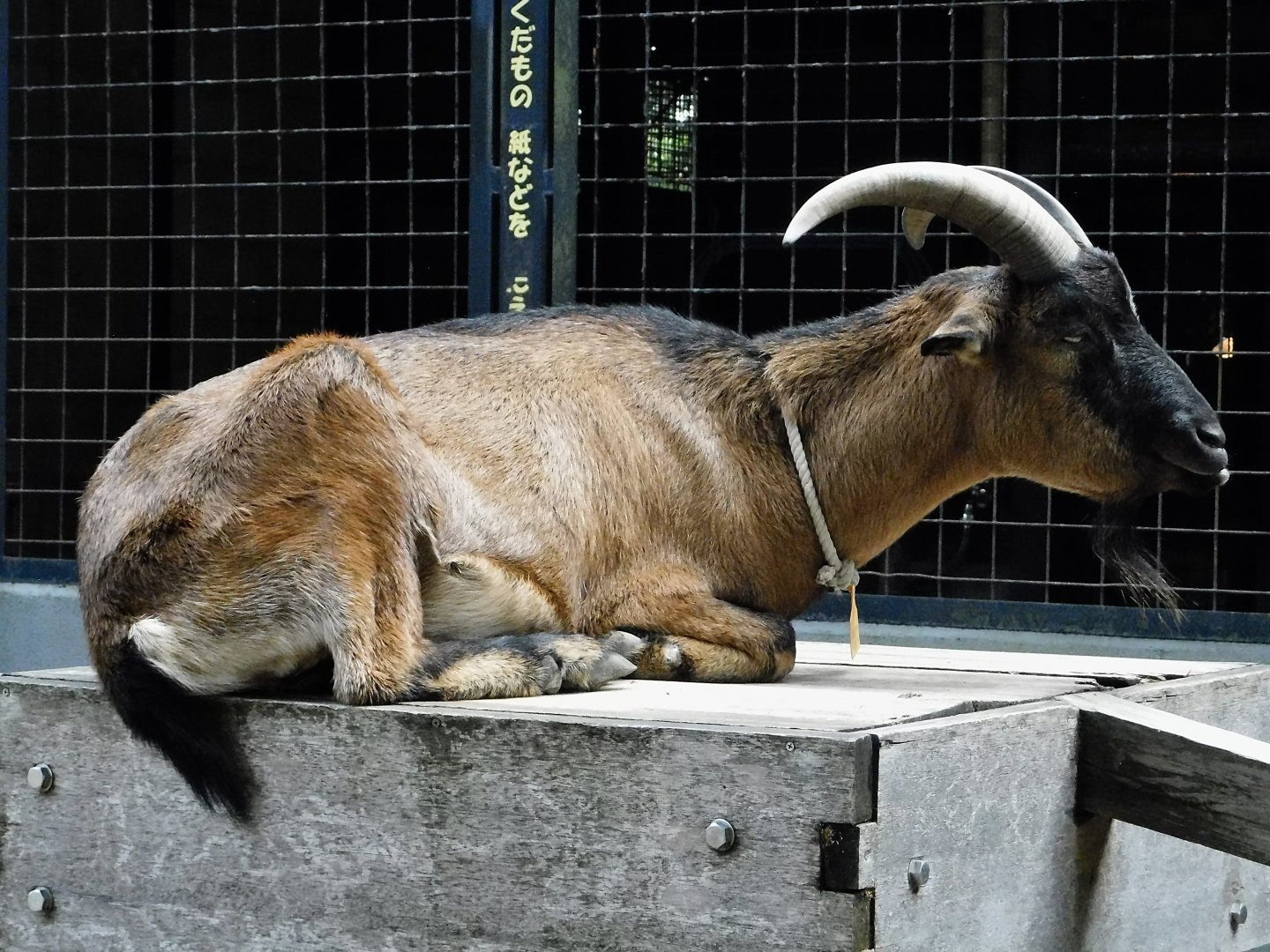 Domestic Goat (Capra hircus) - Yumemigasaki Zoological Park October 12, 2025