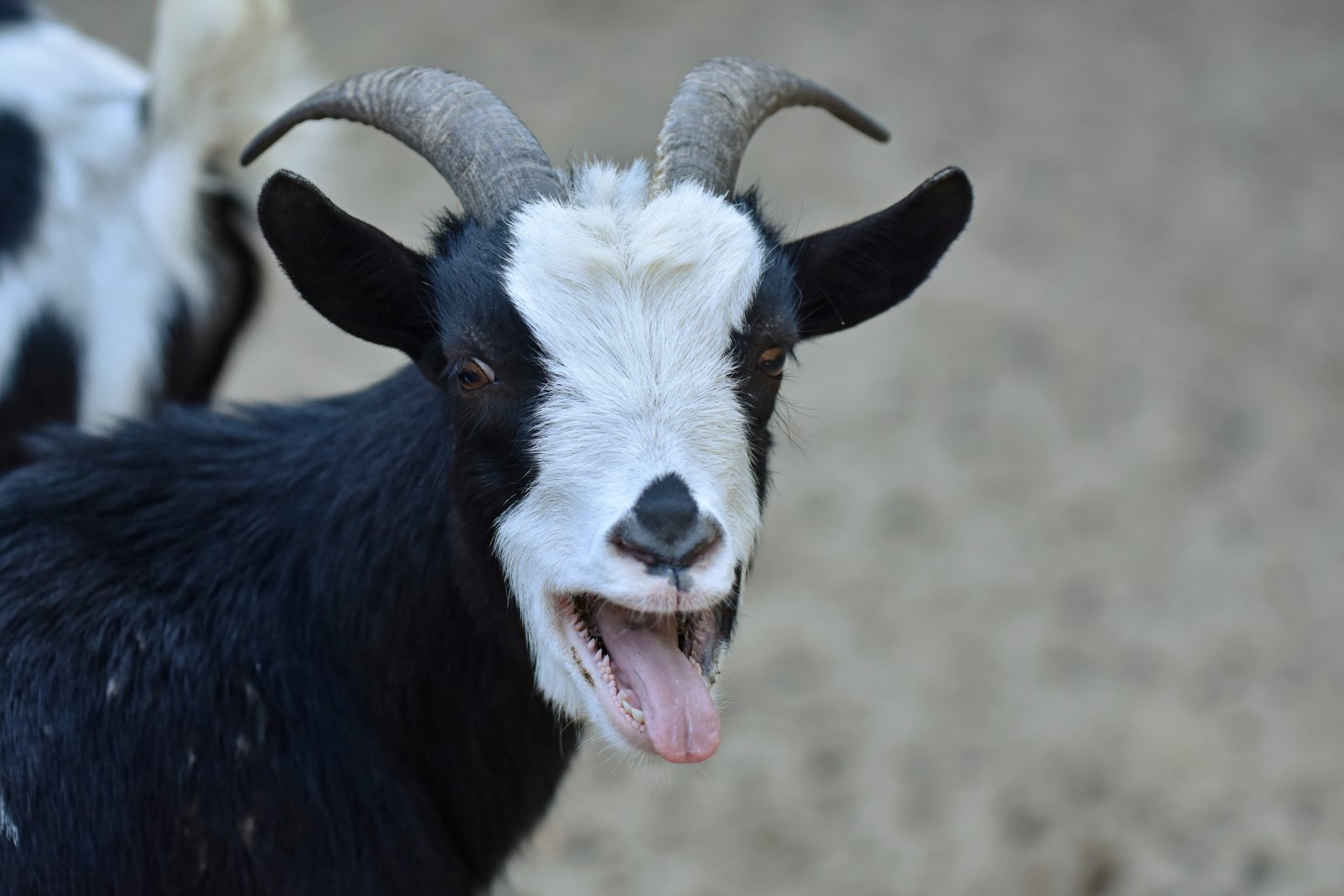 Domestic goat (Capra hircus)