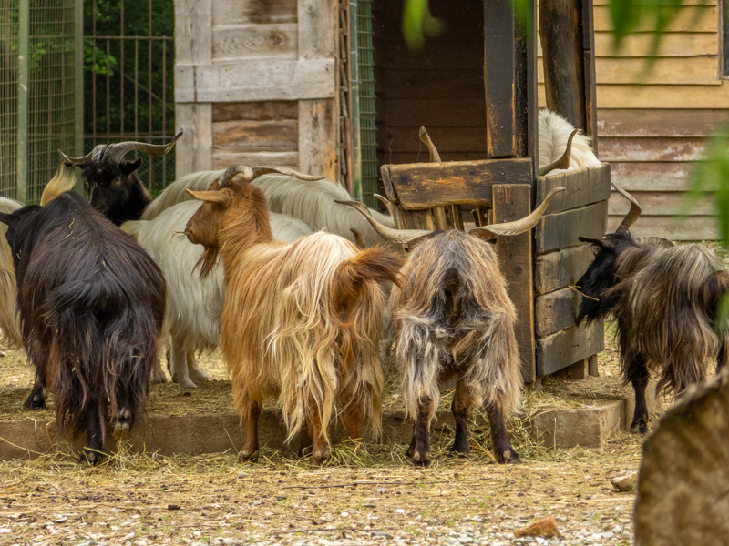 Domestic goat (Capra hircus)