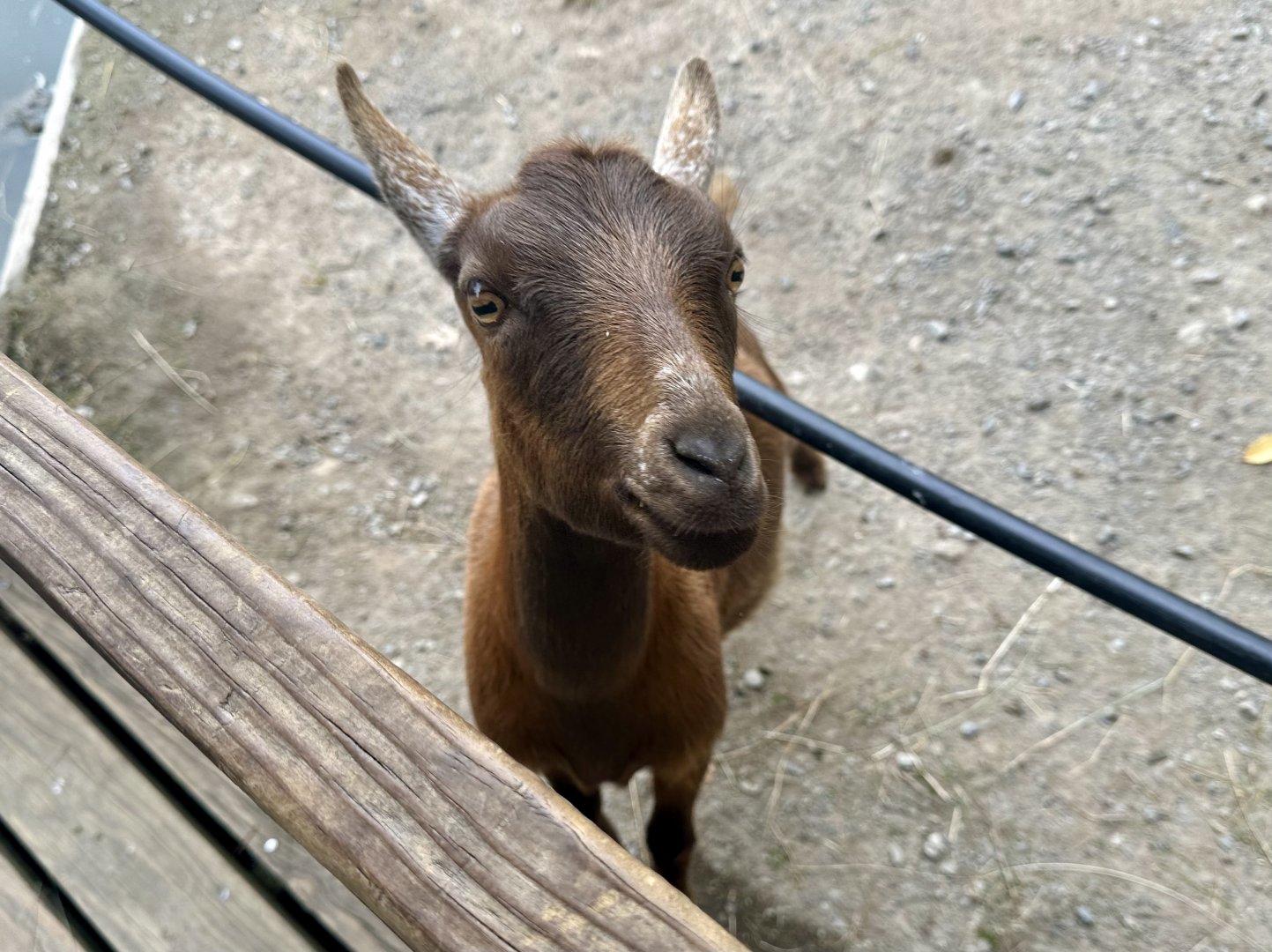Domestic goat (Capra hircus)
