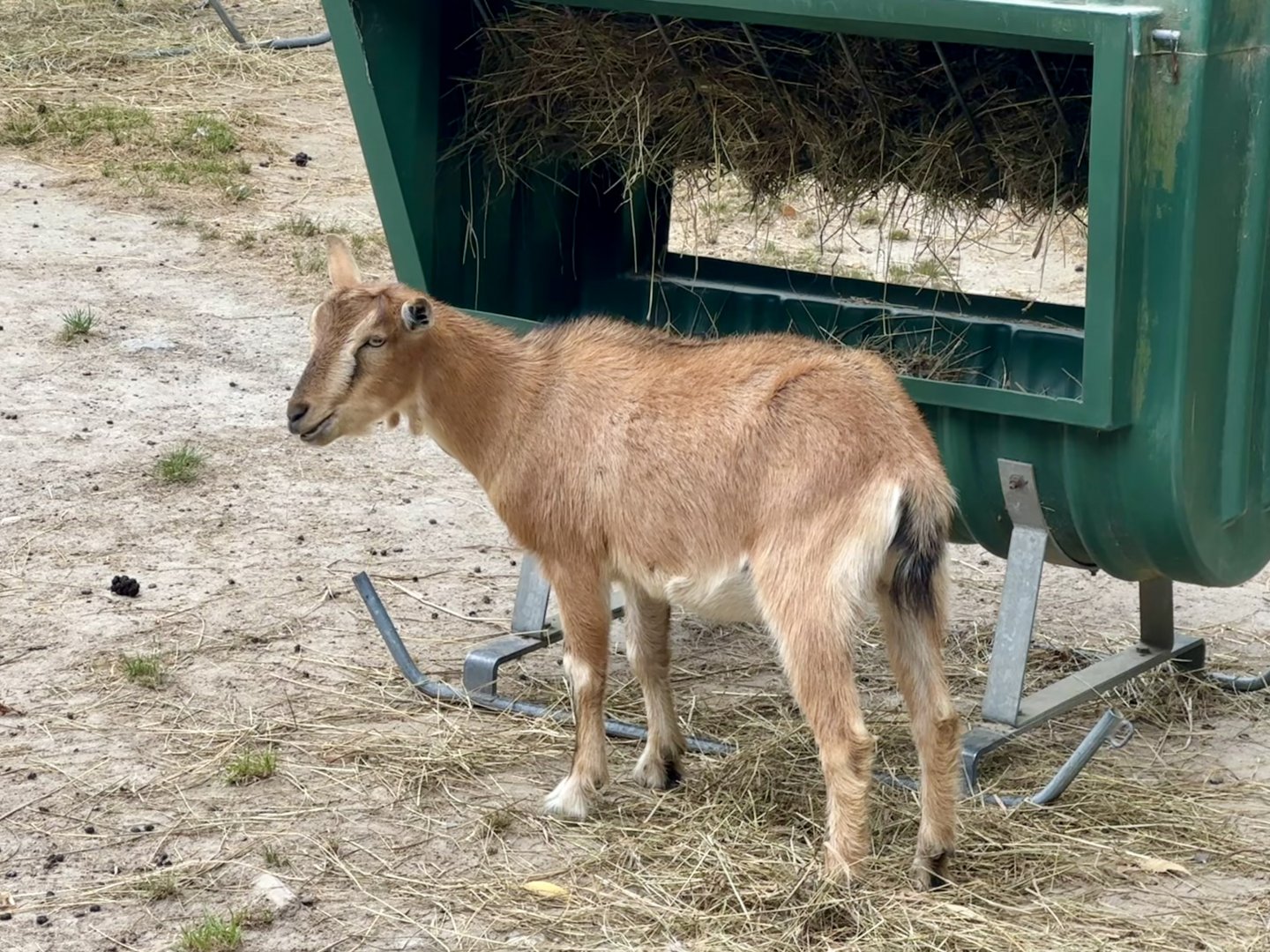 Domestic goat (Capra hircus)