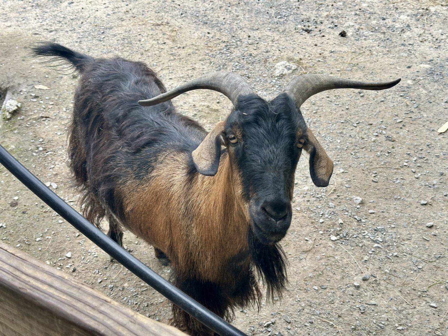 Domestic goat (Capra hircus)