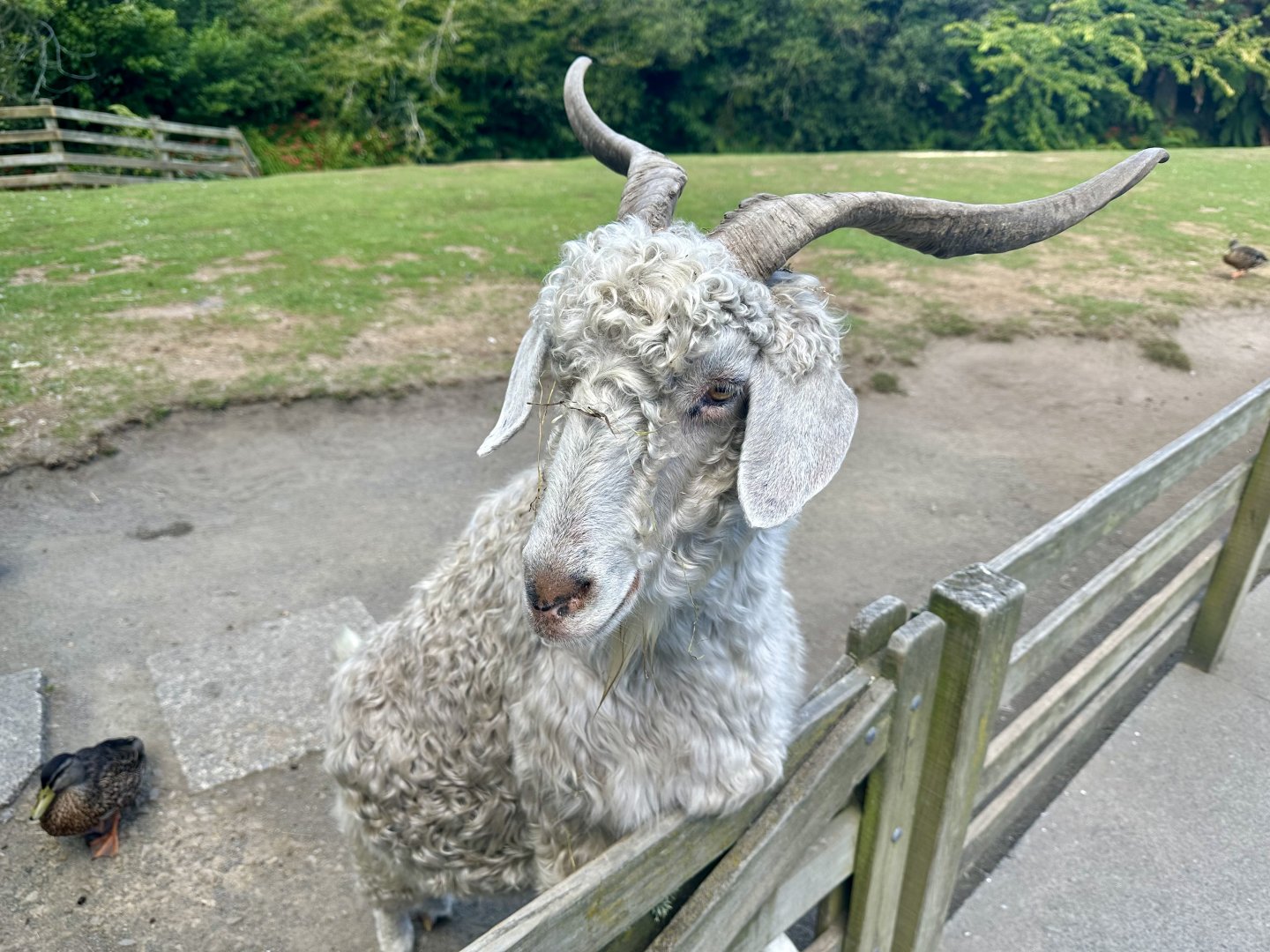 Domestic goat (Capra hircus)