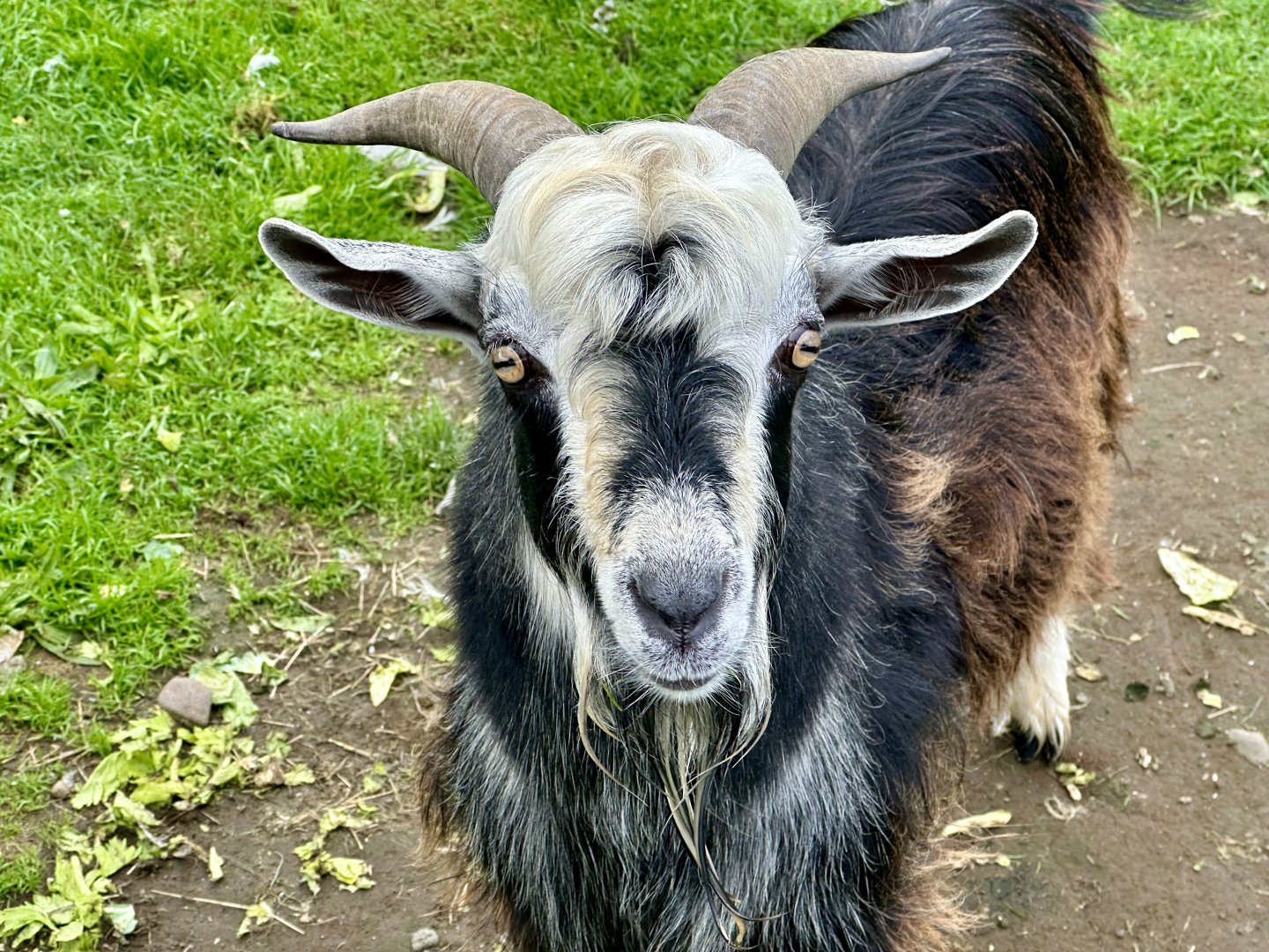 Domestic goat (Capra hircus)