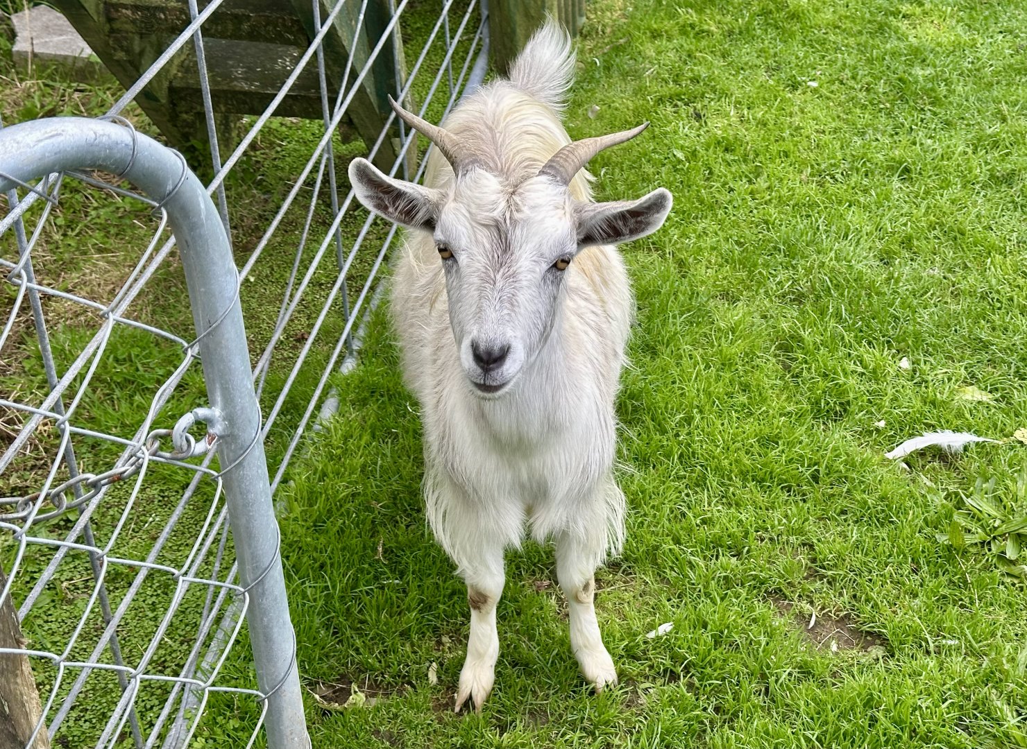 Domestic goat (Capra hircus)