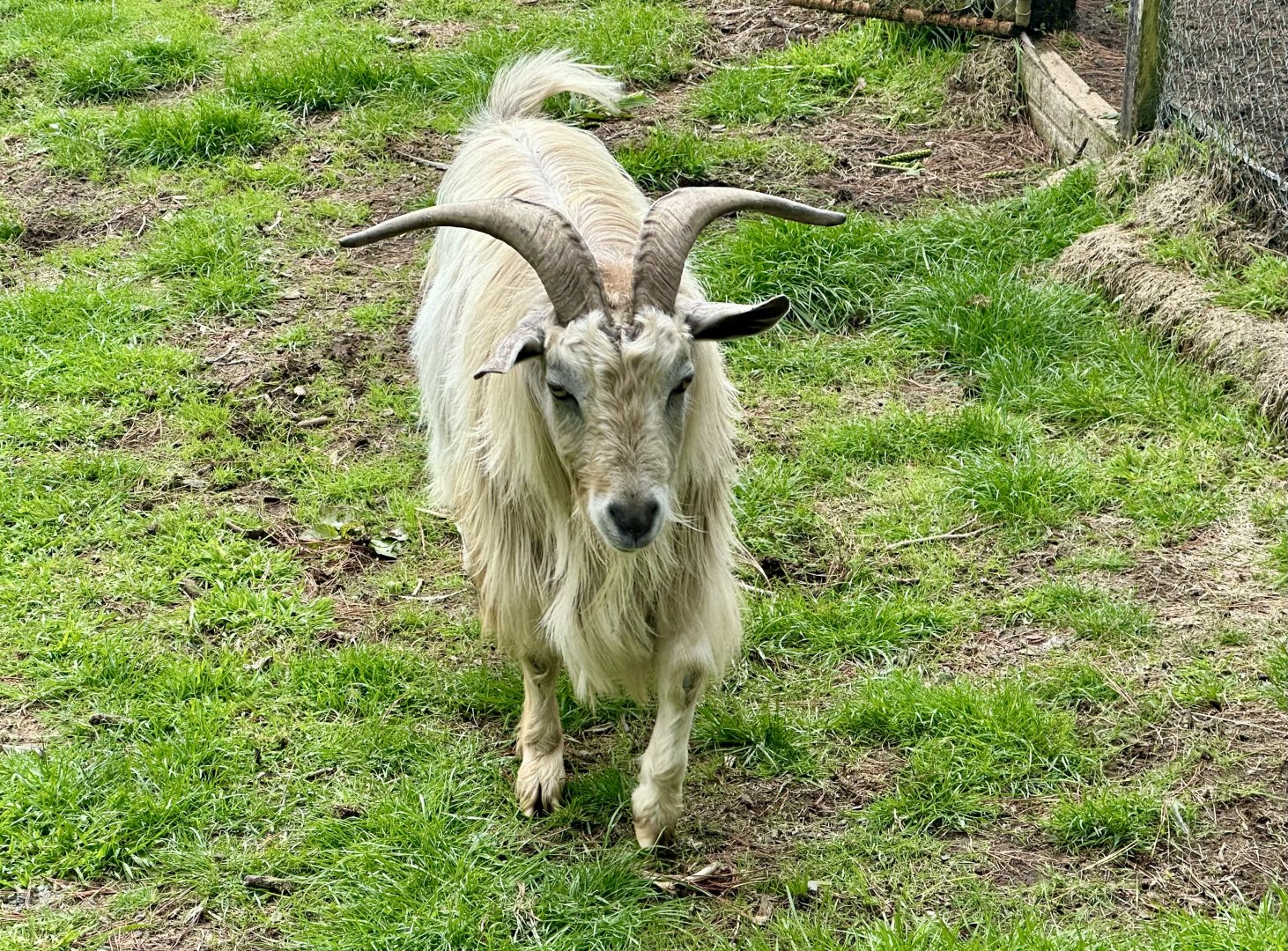 Domestic goat (Capra hircus)