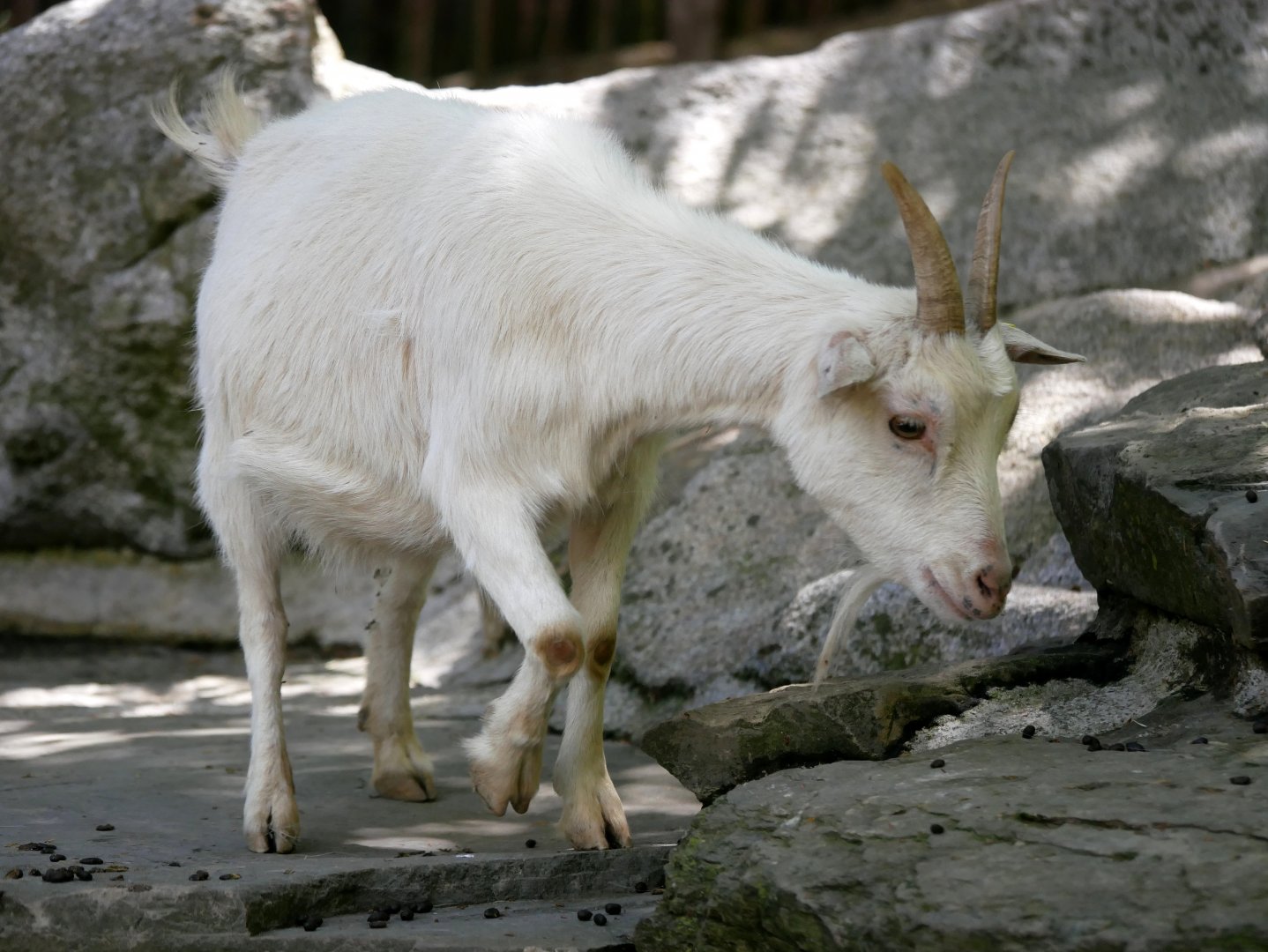Domestic goat (Capra hircus)
