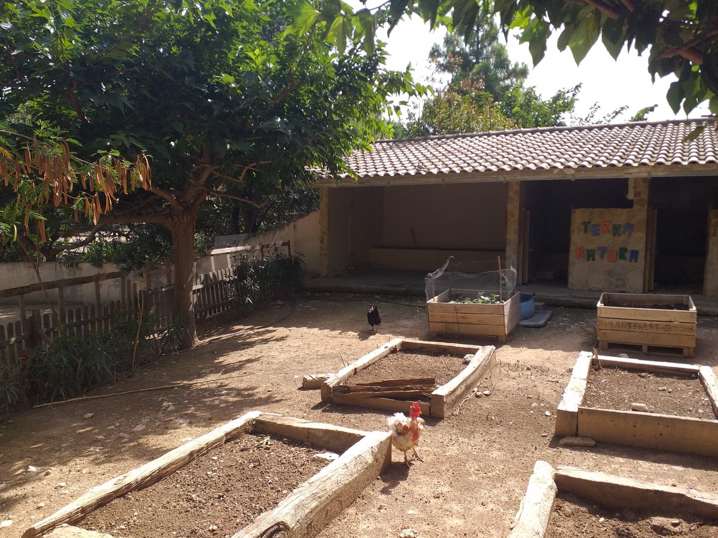 Domestic goat, Domestic duck and Domestic chicken exhibit -TerraNatura Benidorm (2021)