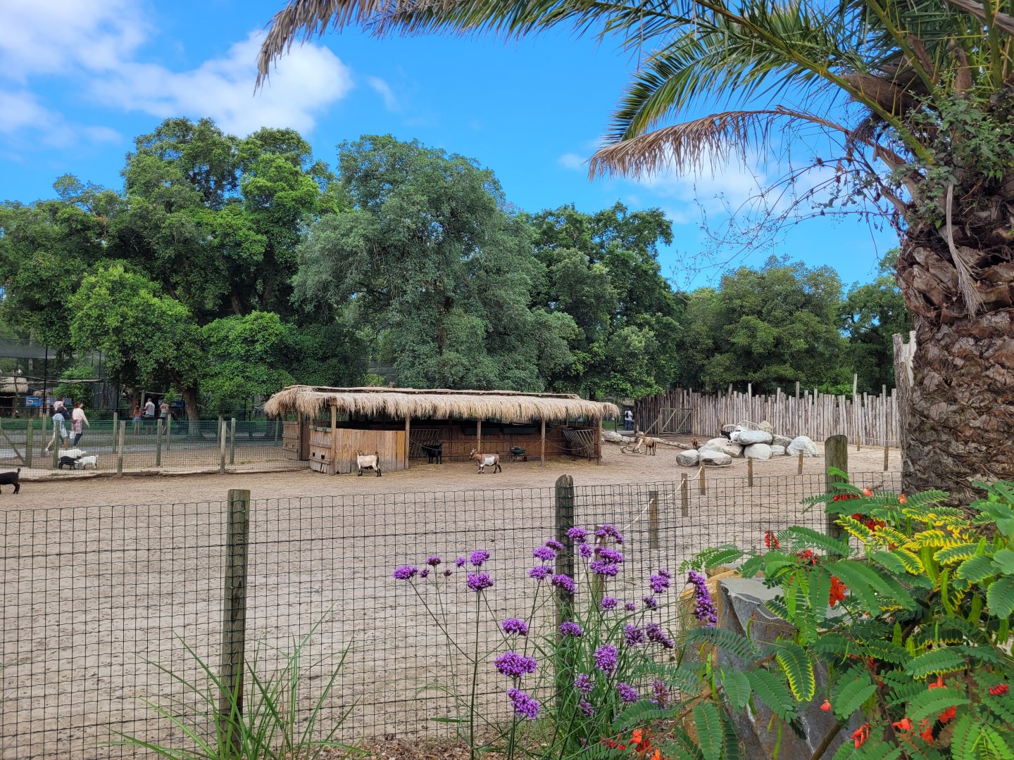 Domestic goat, Domestic sheep and Alpaca exhibit -Zoo de Labenne (2024)