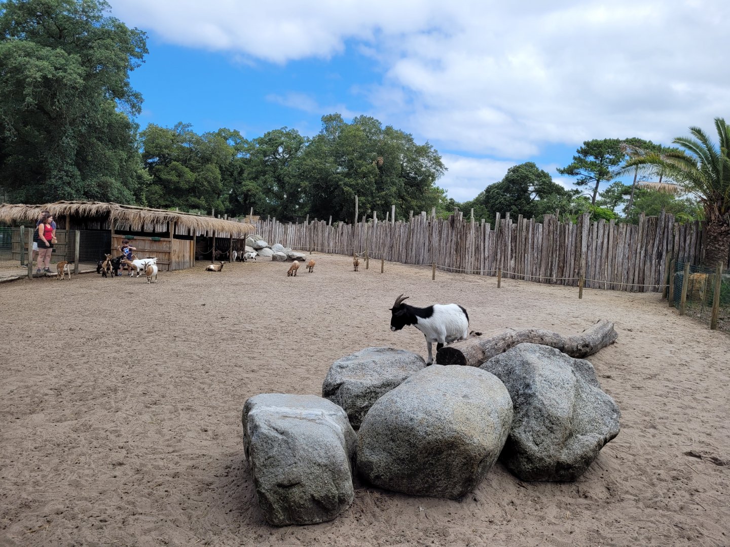 Domestic goat, Domestic sheep and Alpaca exhibit -Zoo de Labenne (2024)