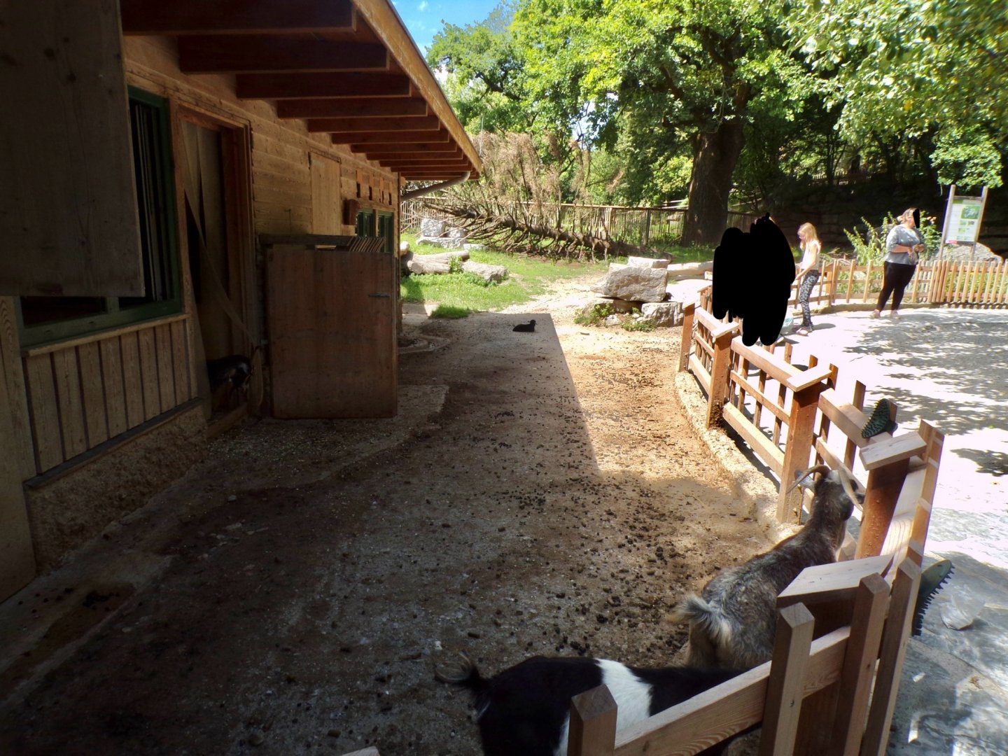 Domestic goat enclosure 13.7.25