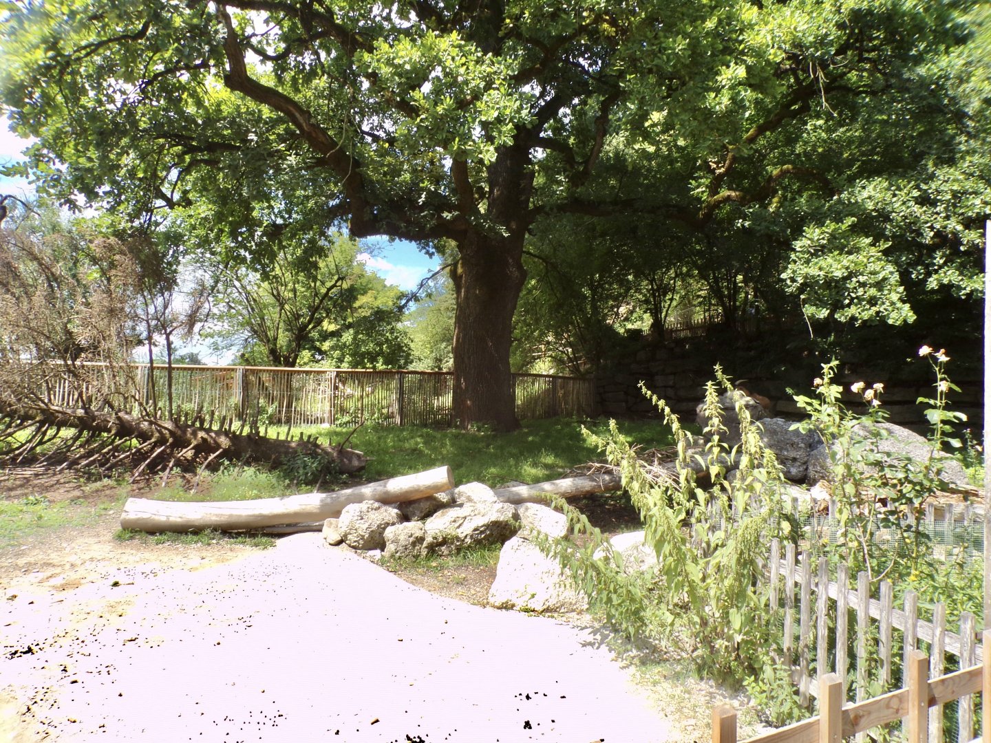 Domestic goat enclosure 13.7.25