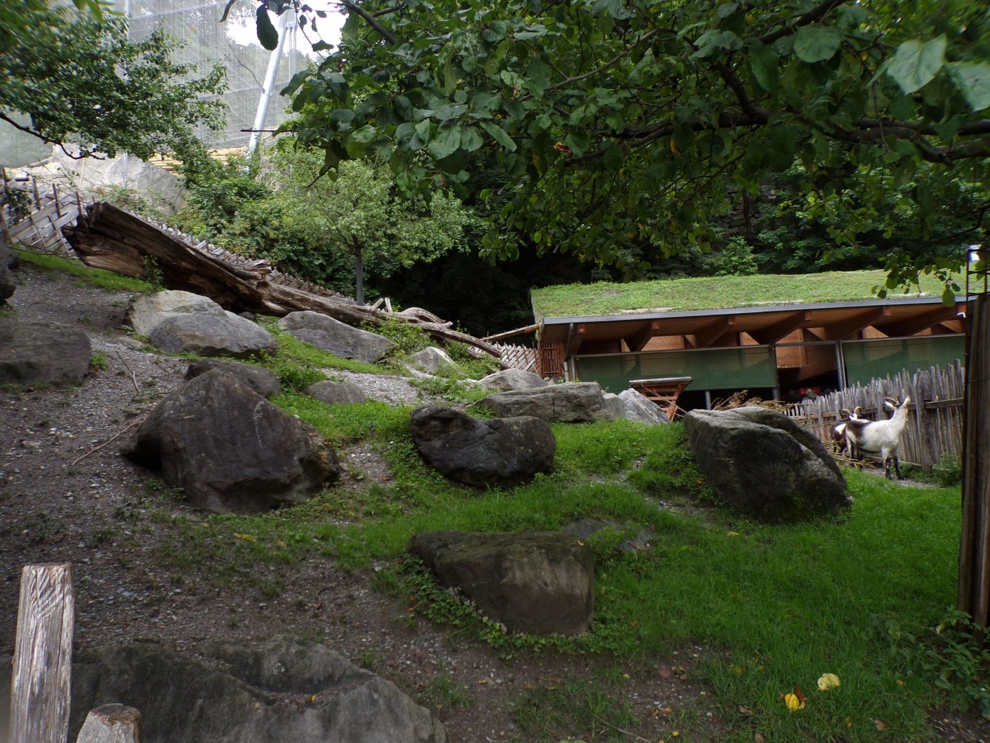 Domestic goat enclosure 9.7.25