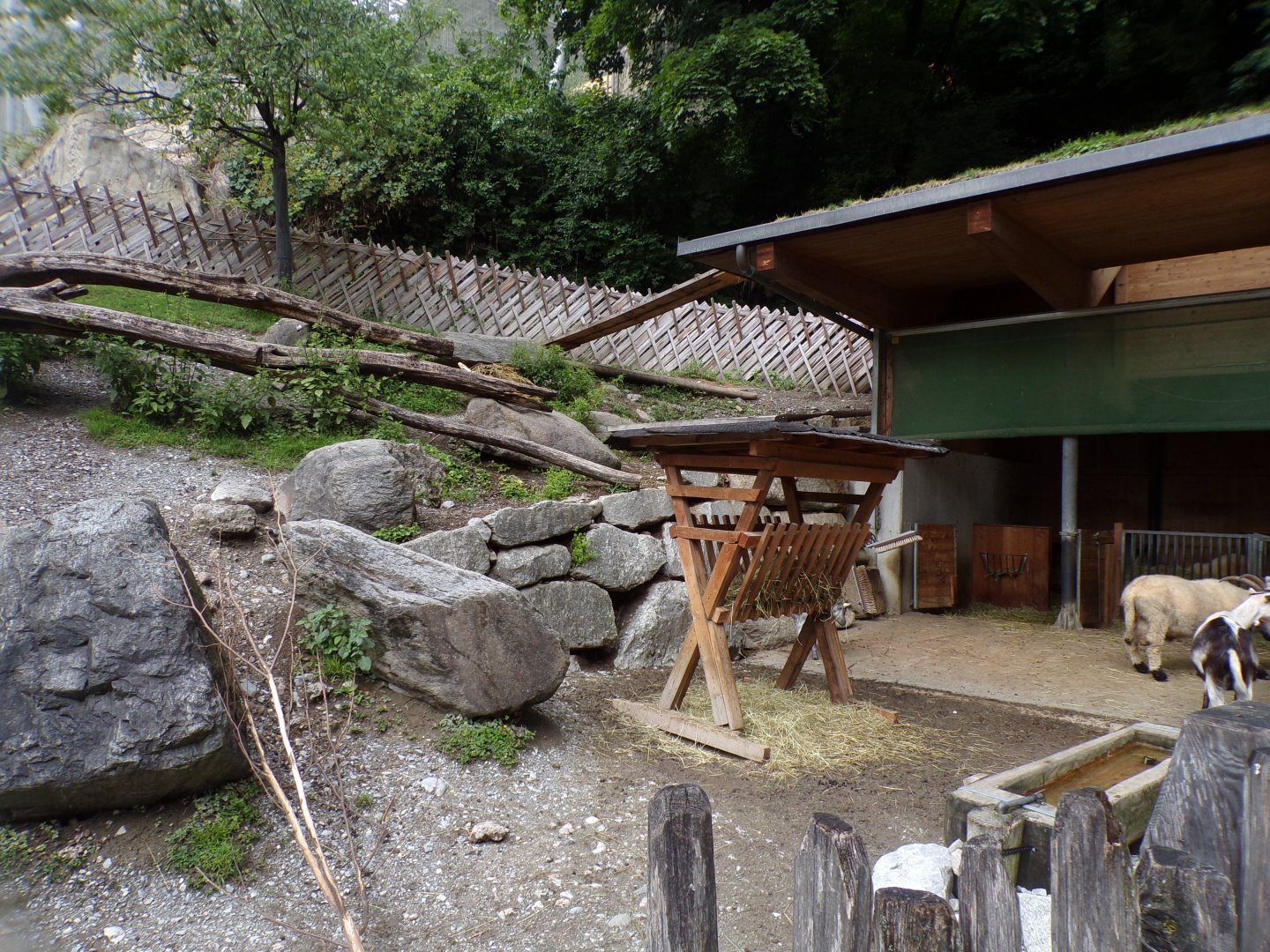 Domestic goat enclosure (and access to top of the barn) 9.7.25