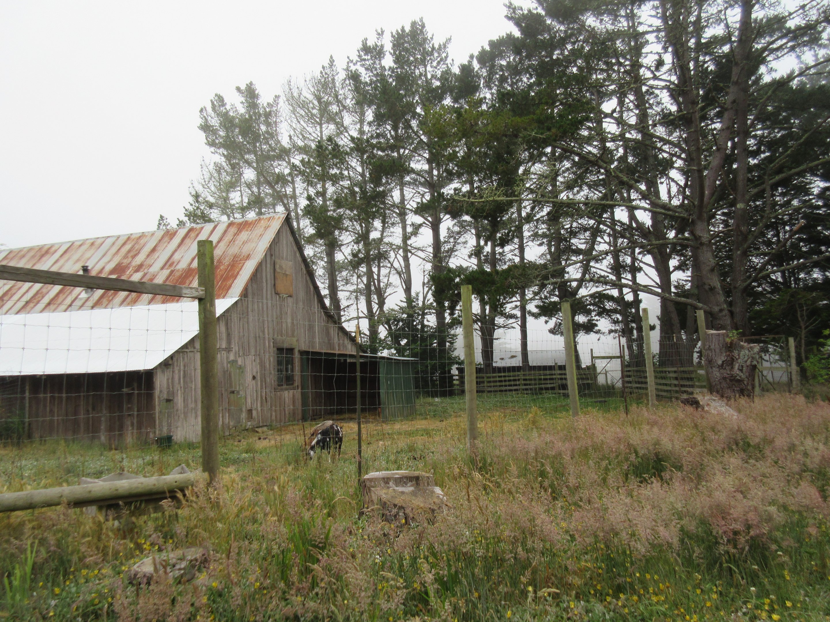 Domestic Goat Enclosure