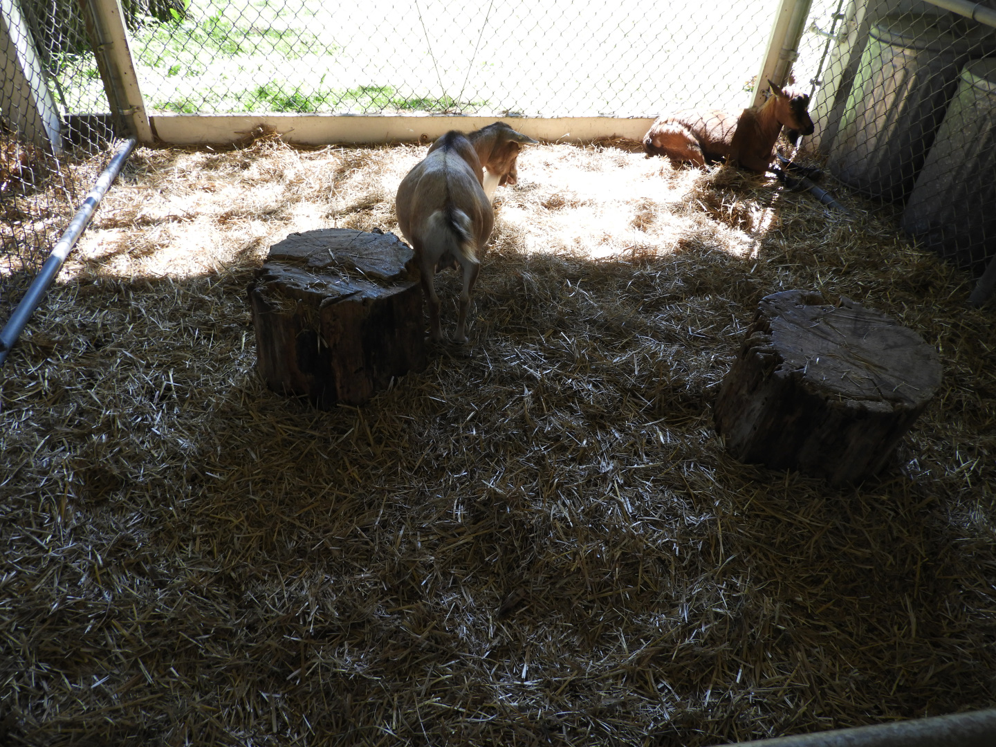 Domestic Goat exhibit - Children's Petting Zoo - Wisconsin Rapids Municipal Zoo